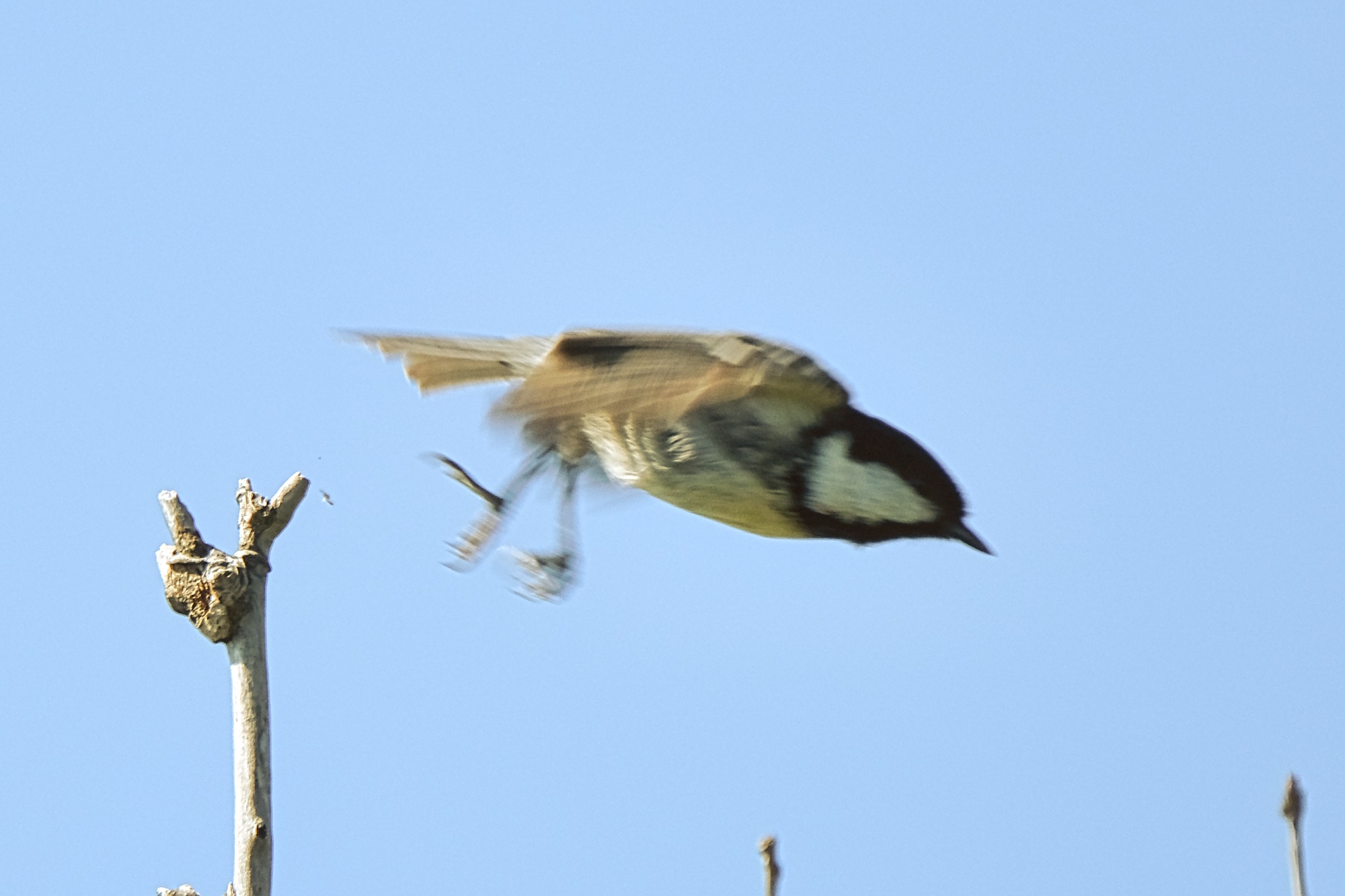 はまなすの丘公園の野鳥たち Sammyさんの黄金山 石狩市 の活動データ Yamap ヤマップ