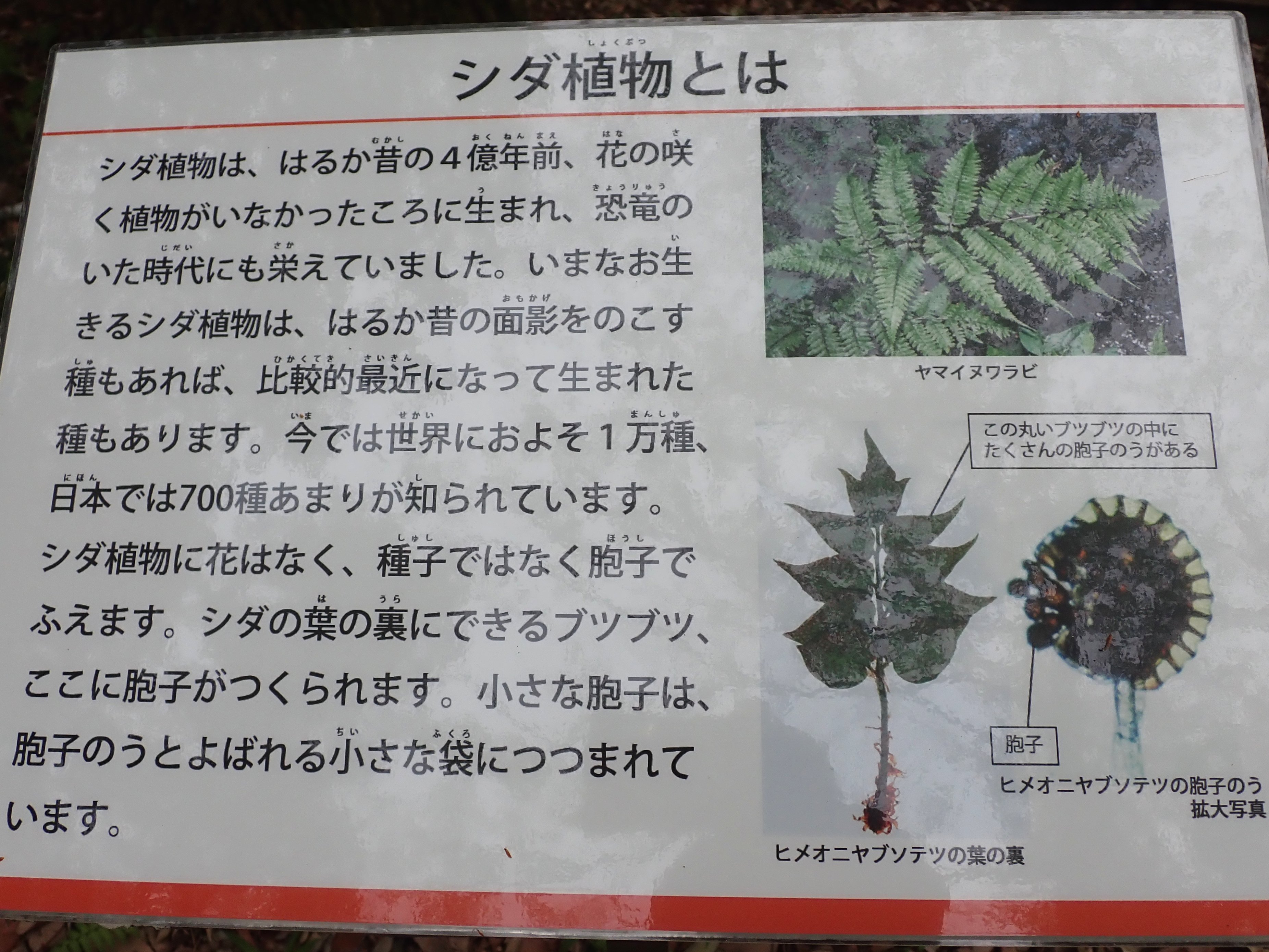 1000株 リョウメンシダ 10月28日お届け開始 シダ植物 両面羊歯 山野草 素掘り苗1000株 熱い販売 素掘り苗1000株