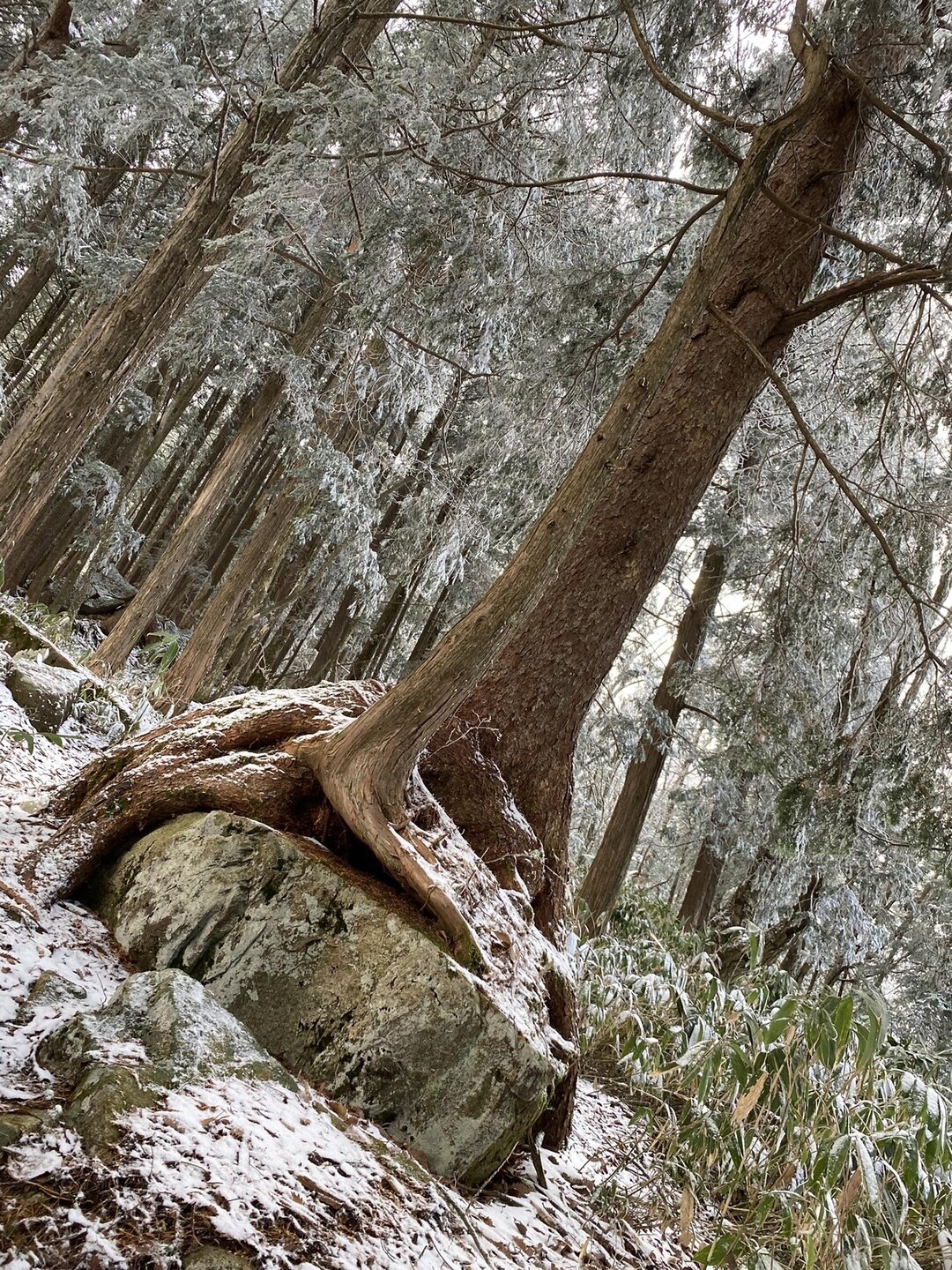 位山 / ヨシボーさんの川上岳・位山・船山（飛騨富士）の活動データ YAMAP / ヤマップ