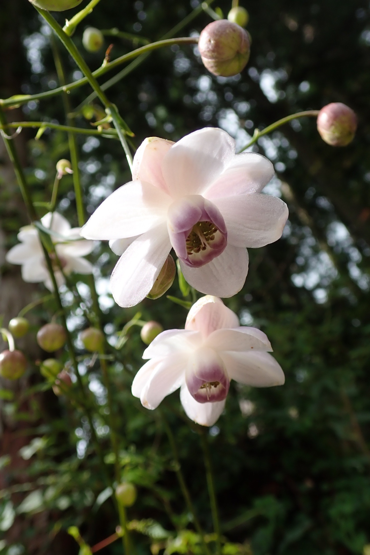 花と岩庭そして温泉 御岳山 日ノ出山 御岳山駅 つるつる温泉 ソロ しんいちさんの大岳山 御岳山 御前山の活動データ Yamap ヤマップ