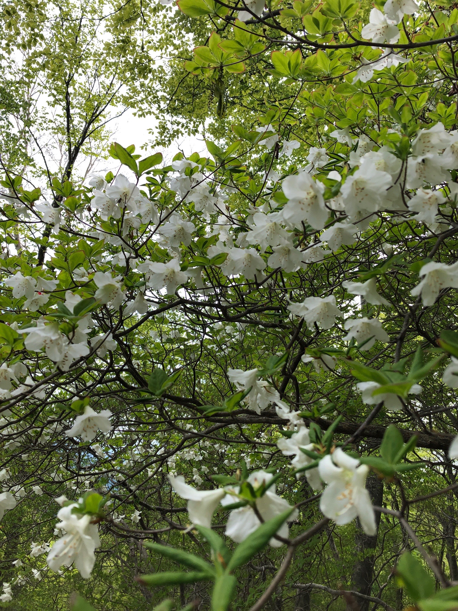 ミツモチでシロヤシオツツジを求めて 筑波の風さんの高原山 釈迦ヶ岳 鶏頂山の活動データ Yamap ヤマップ