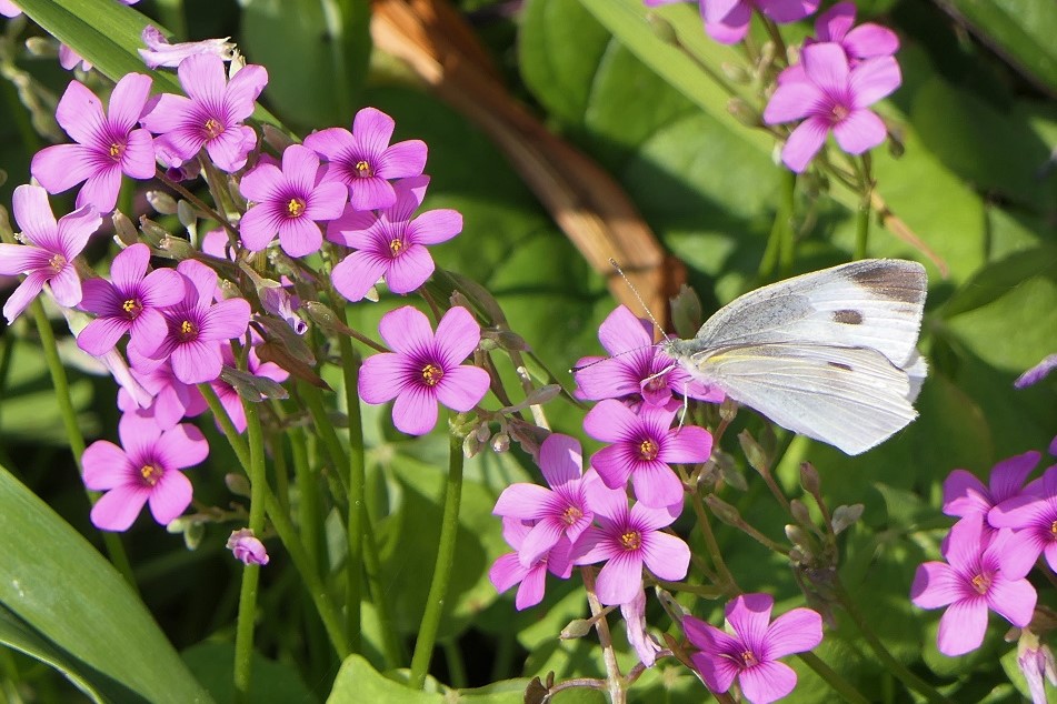 桃太郎伝説の鼓神社発ホタルの里ハイク Denaliさんの岡山市 北区の活動データ Yamap ヤマップ