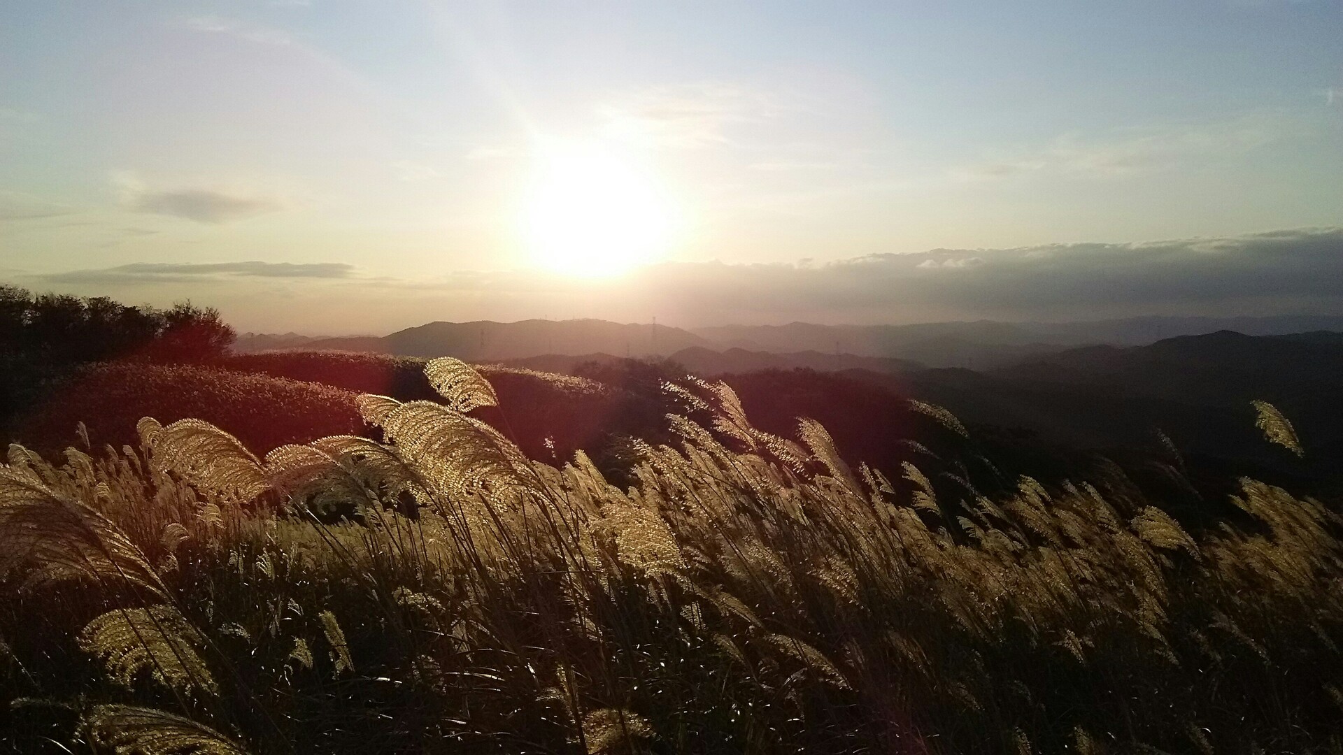 夕焼けに染まるススキの草原 深山 兵庫県篠山市 19 11 09 いちさんの深山 兵庫県篠山市 の活動データ Yamap ヤマップ