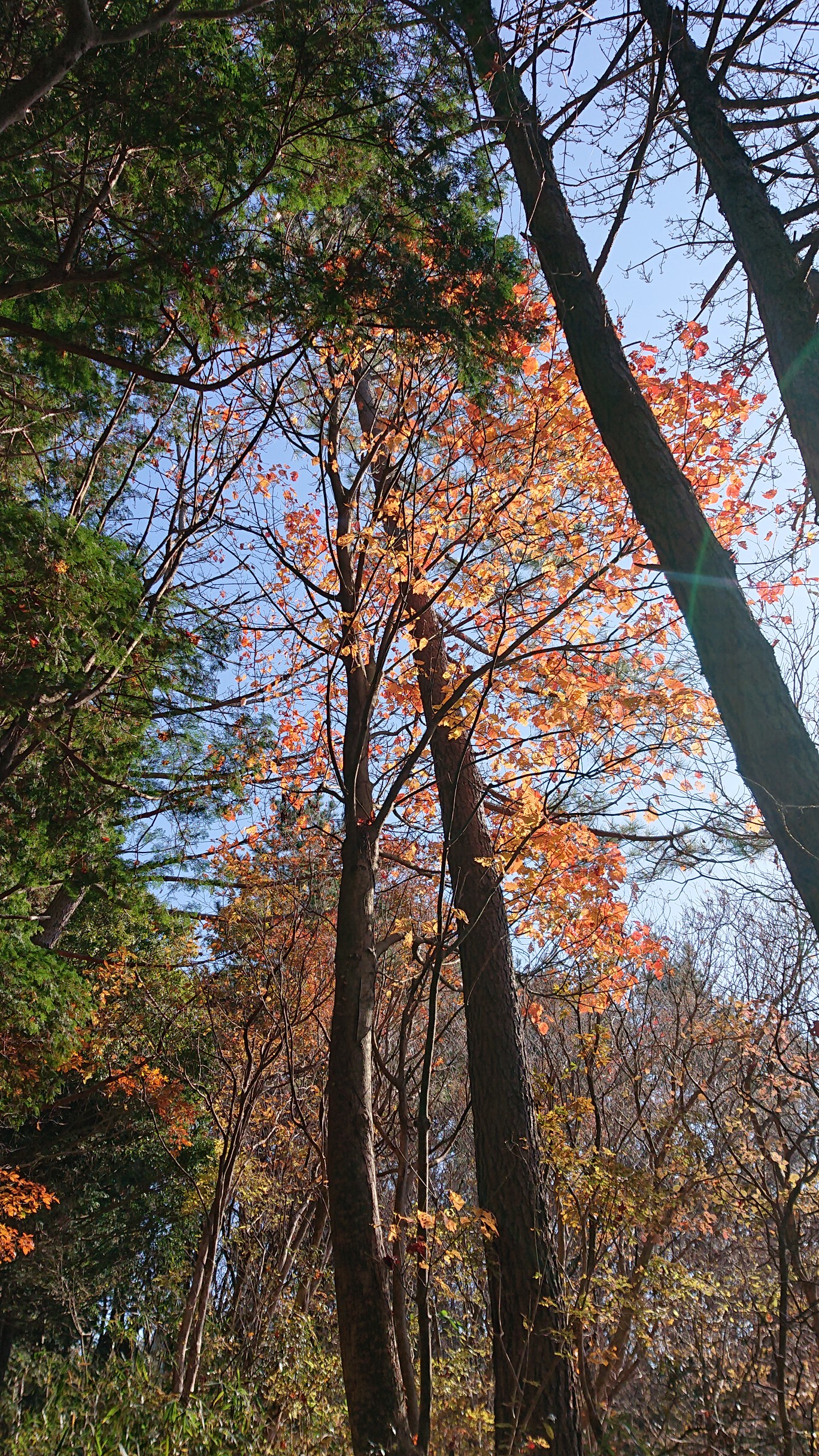 紅葉を見に 葛城山 金剛山 さっさんさんの金剛山 二上山 大和葛城山の活動データ Yamap ヤマップ