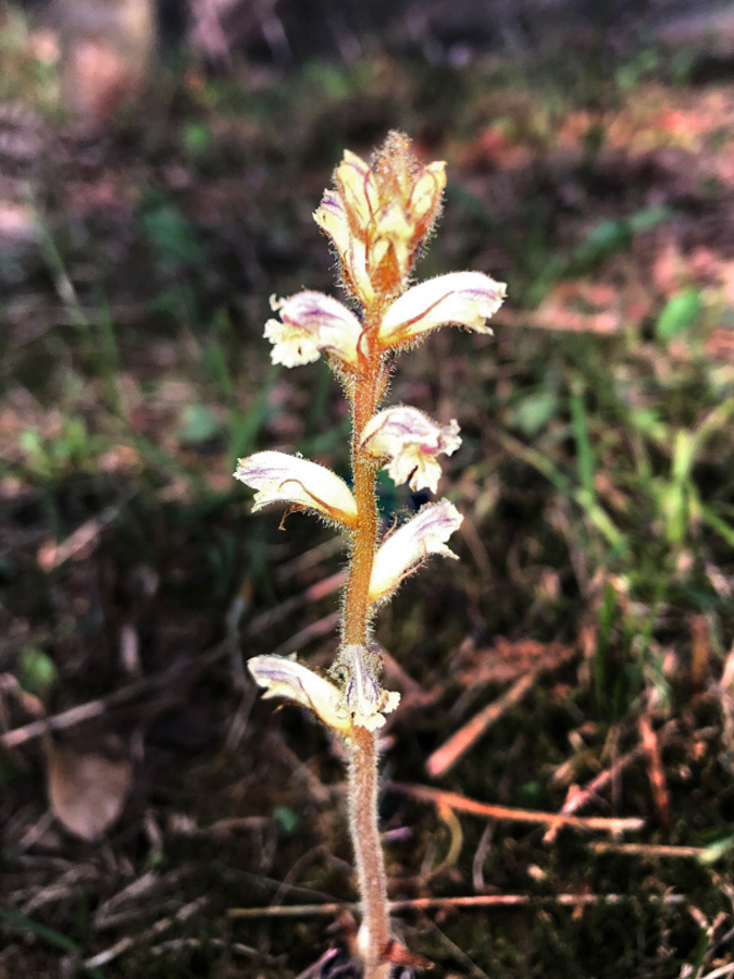多摩 からきだの道とよこやまの道 ゴメサンさんの多摩市の活動日記 Yamap ヤマップ
