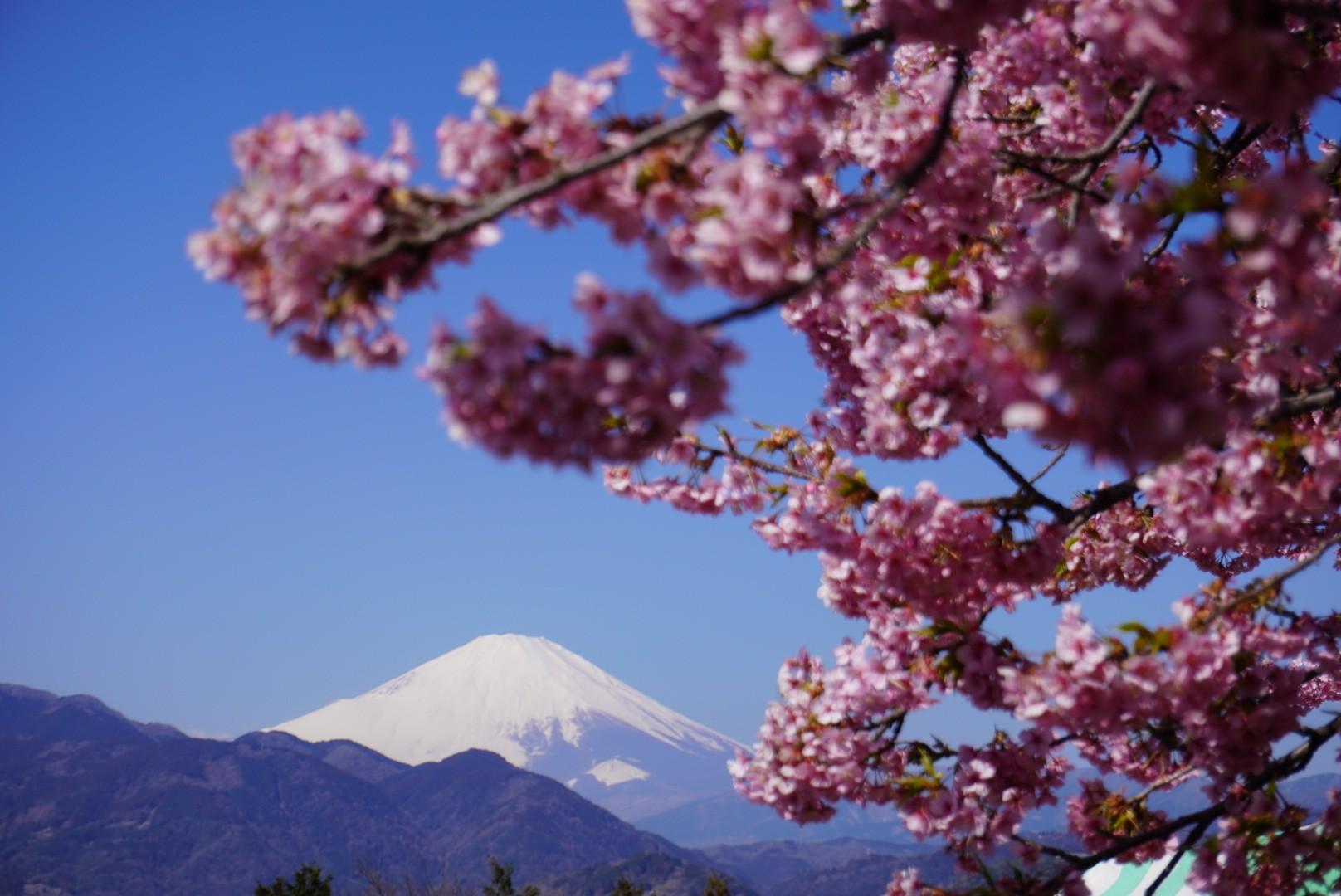 河津桜と菜の花 / ayuさんの高松山・大野山の活動データ | YAMAP / ヤマップ