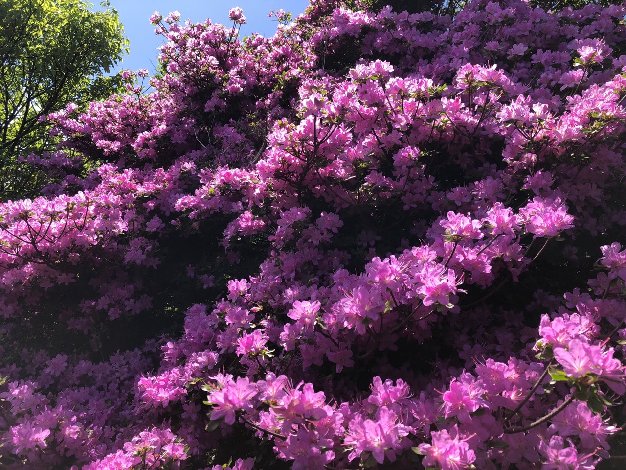 雲仙のミヤマキリシマ シン さんの雲仙岳 普賢岳 絹笠山の活動データ Yamap ヤマップ