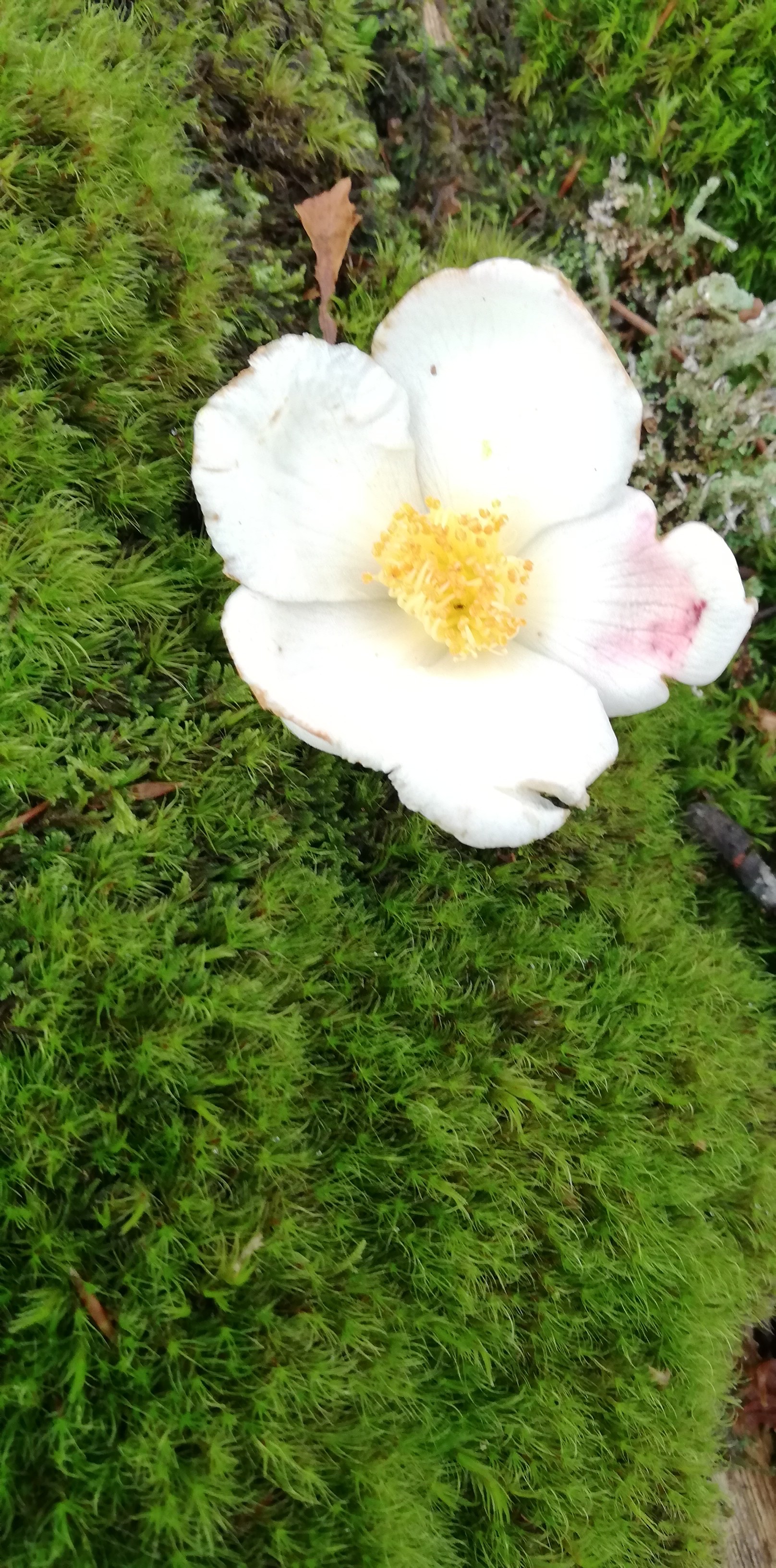 白岩山 向坂山 苔の花 たっちっちさんの向坂山 三方山 天主山の活動データ Yamap ヤマップ