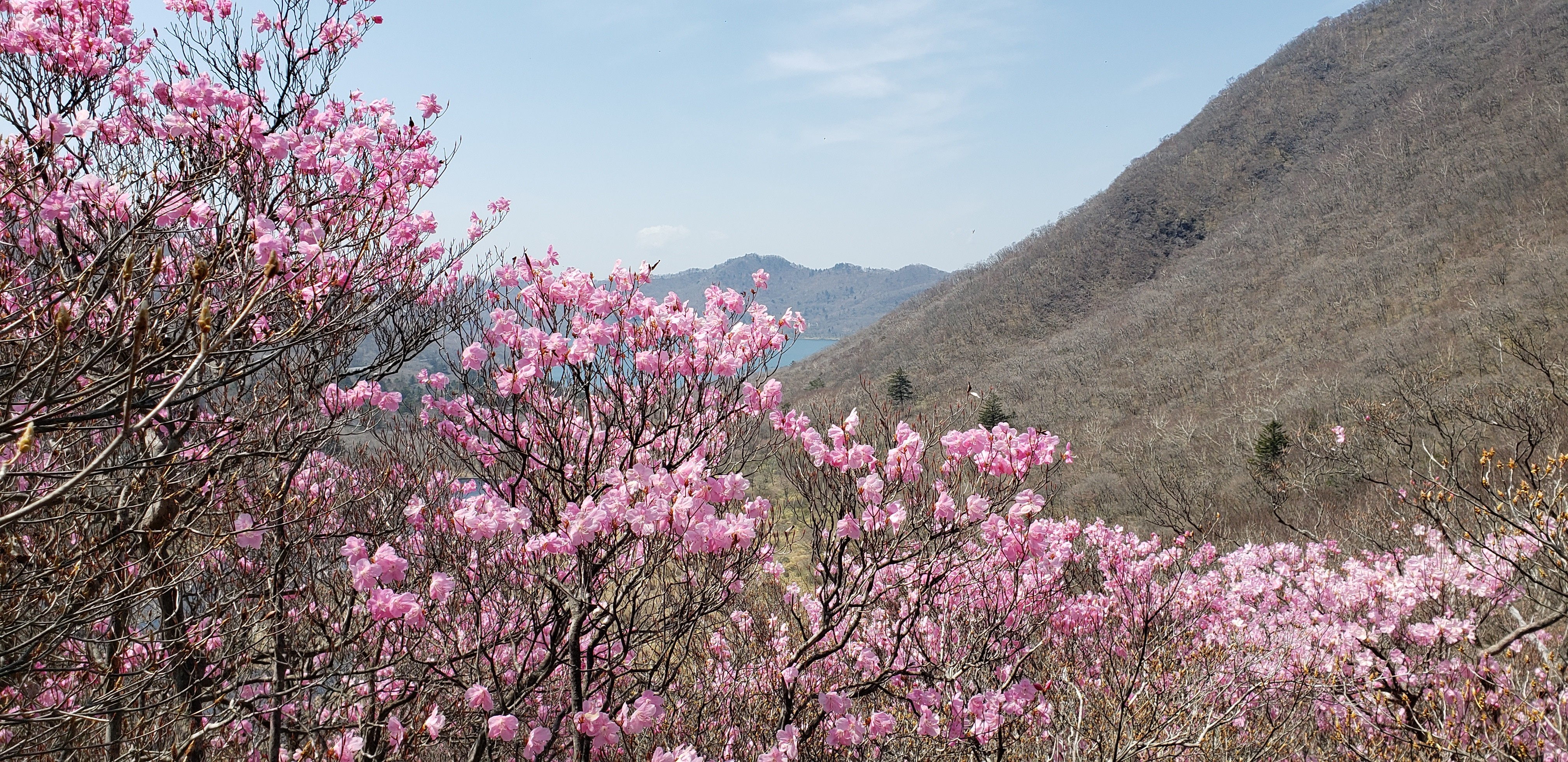 赤城 アカヤシオ満開 篭山 駒ヶ岳 こももさんのヤマノススメ巡礼マップ 赤城山 地蔵岳 の活動データ Yamap ヤマップ