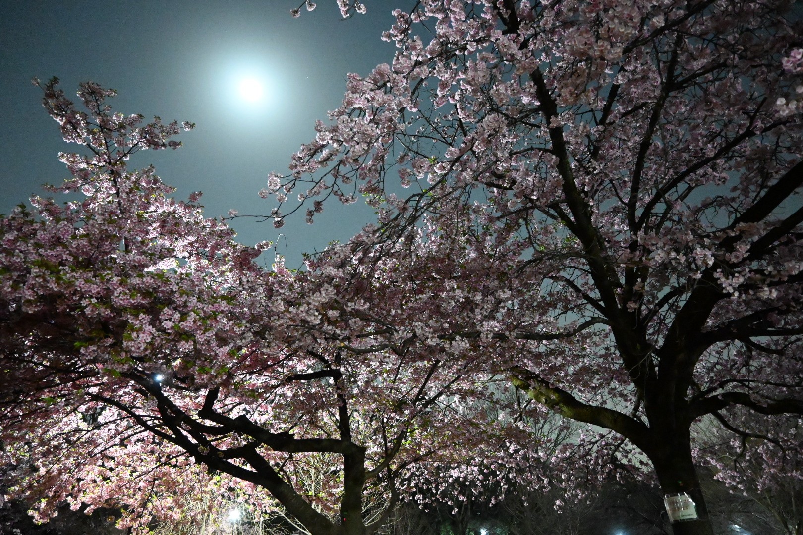 井の頭公園夜散歩 何となく写真撮りたく Gt2 0さんのモーメント Yamap ヤマップ