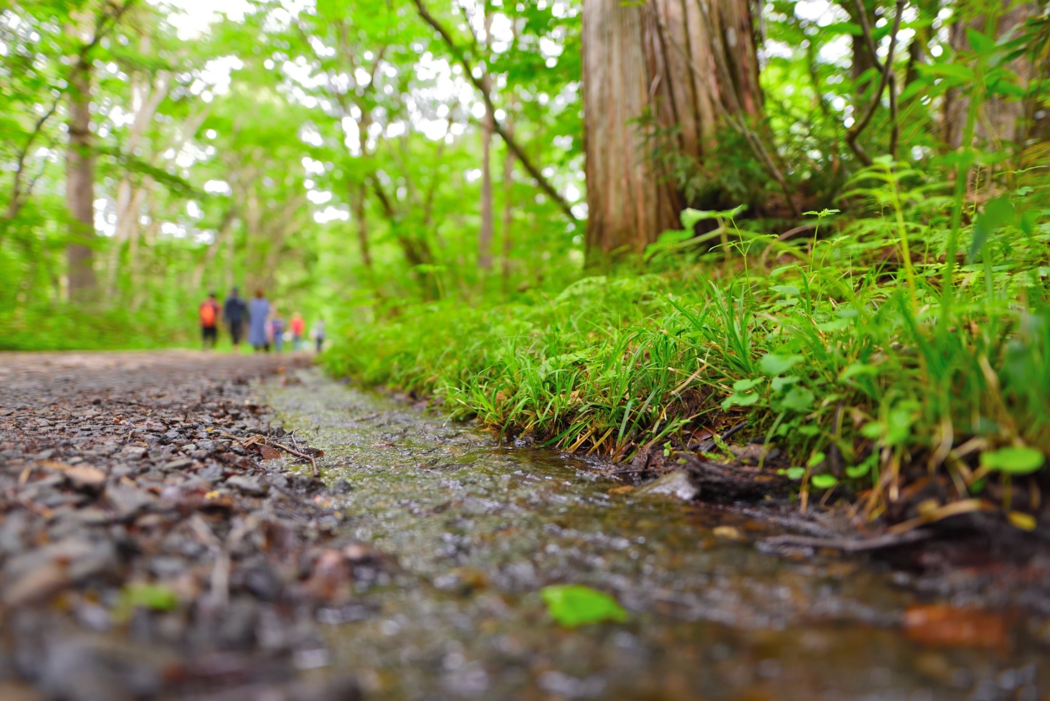 高妻山 戸隠山 周回日帰り Tai Konさんの高妻山 戸隠山の活動データ Yamap ヤマップ
