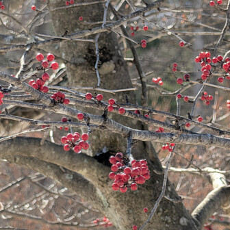 ここに張っていれば鳥出てくるのかな