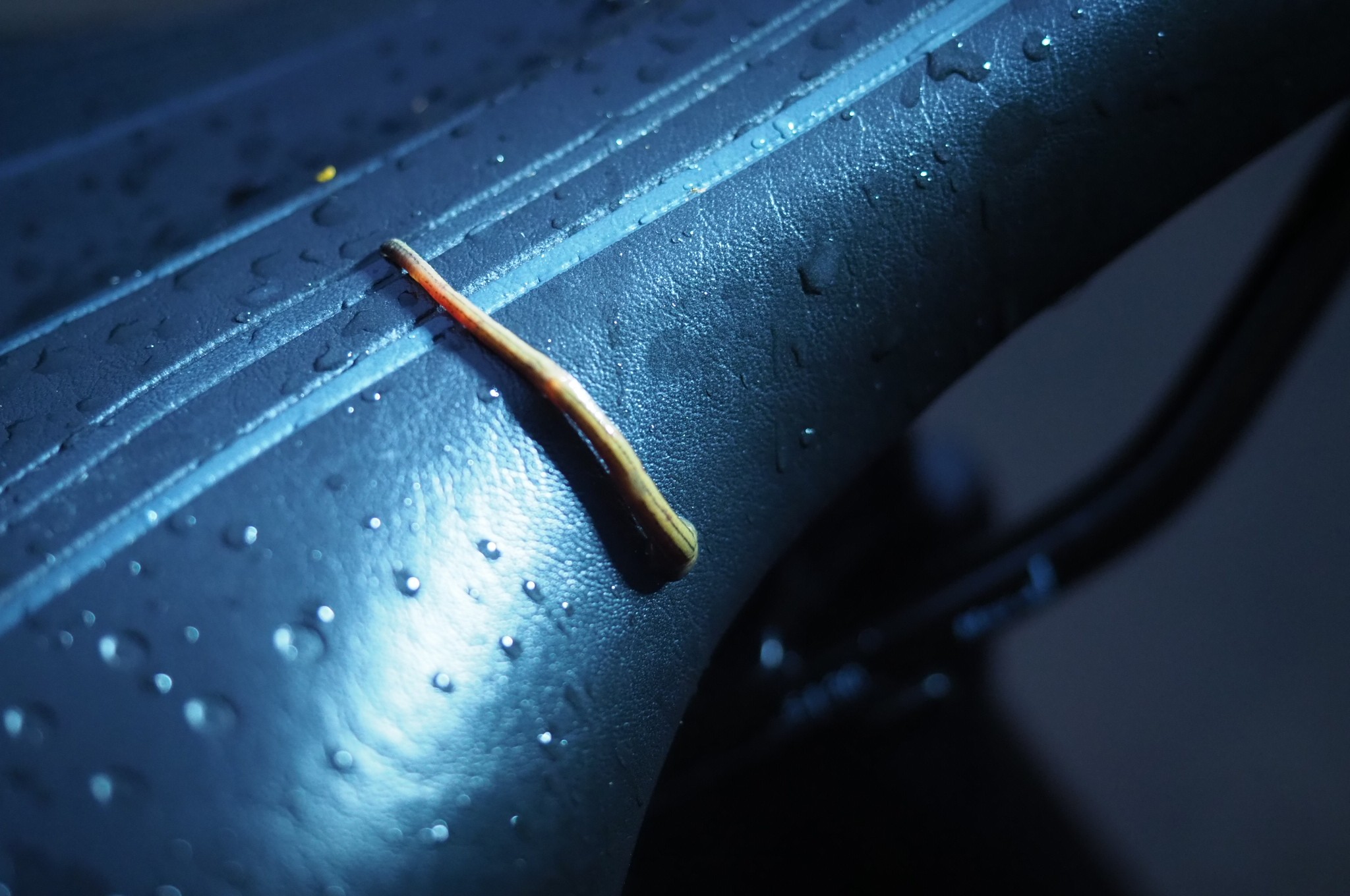 木六山・銀次郎山 どこに潜んでいたのか
家に着いたらサドルに😰