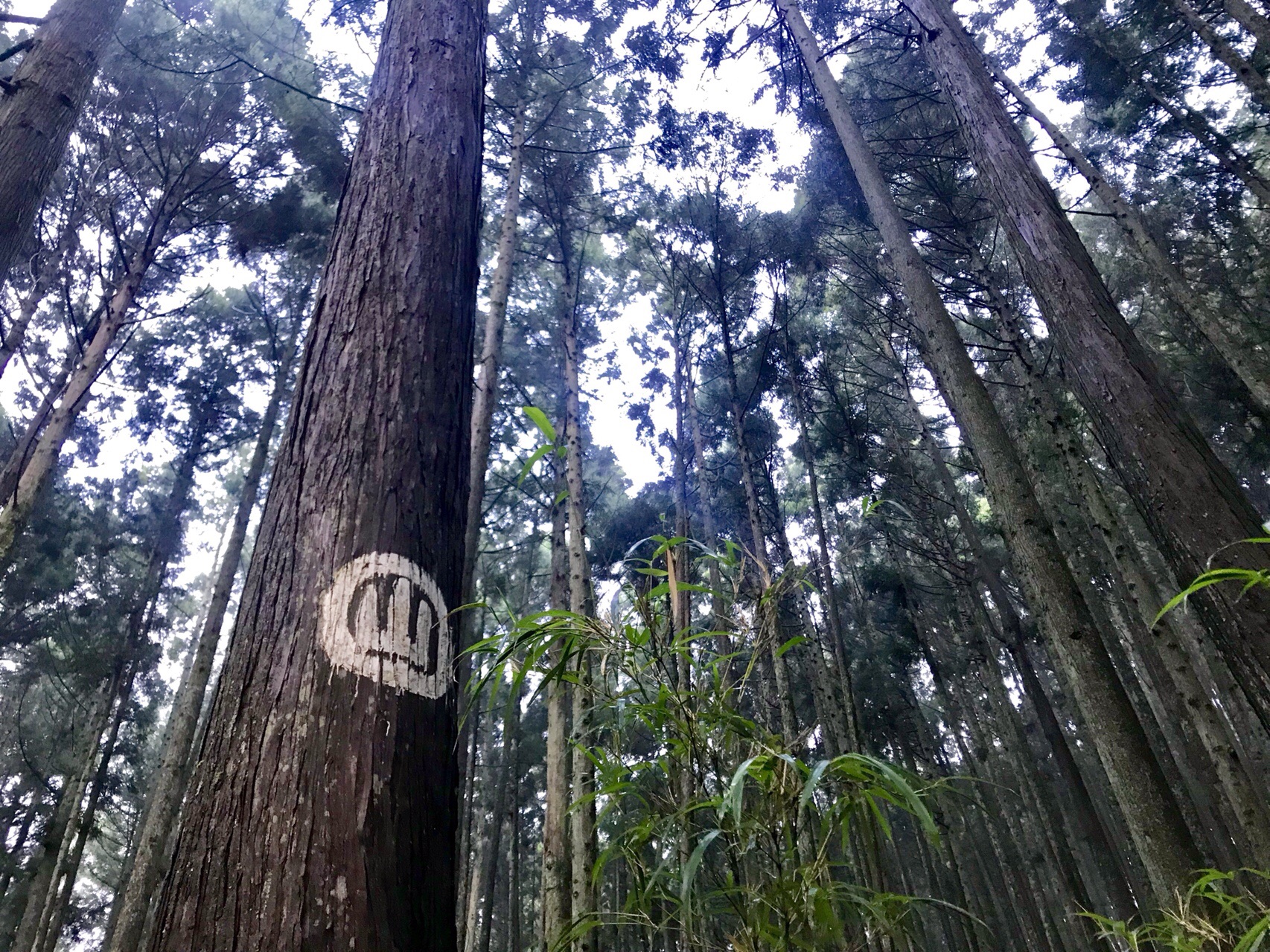 亀山セブン 錫杖ヶ岳 加太向井ルート 高畑山 鈴鹿峠起点 久々のミッション ヒル ポッシブル Siさんの錫杖ヶ岳の活動データ Yamap ヤマップ