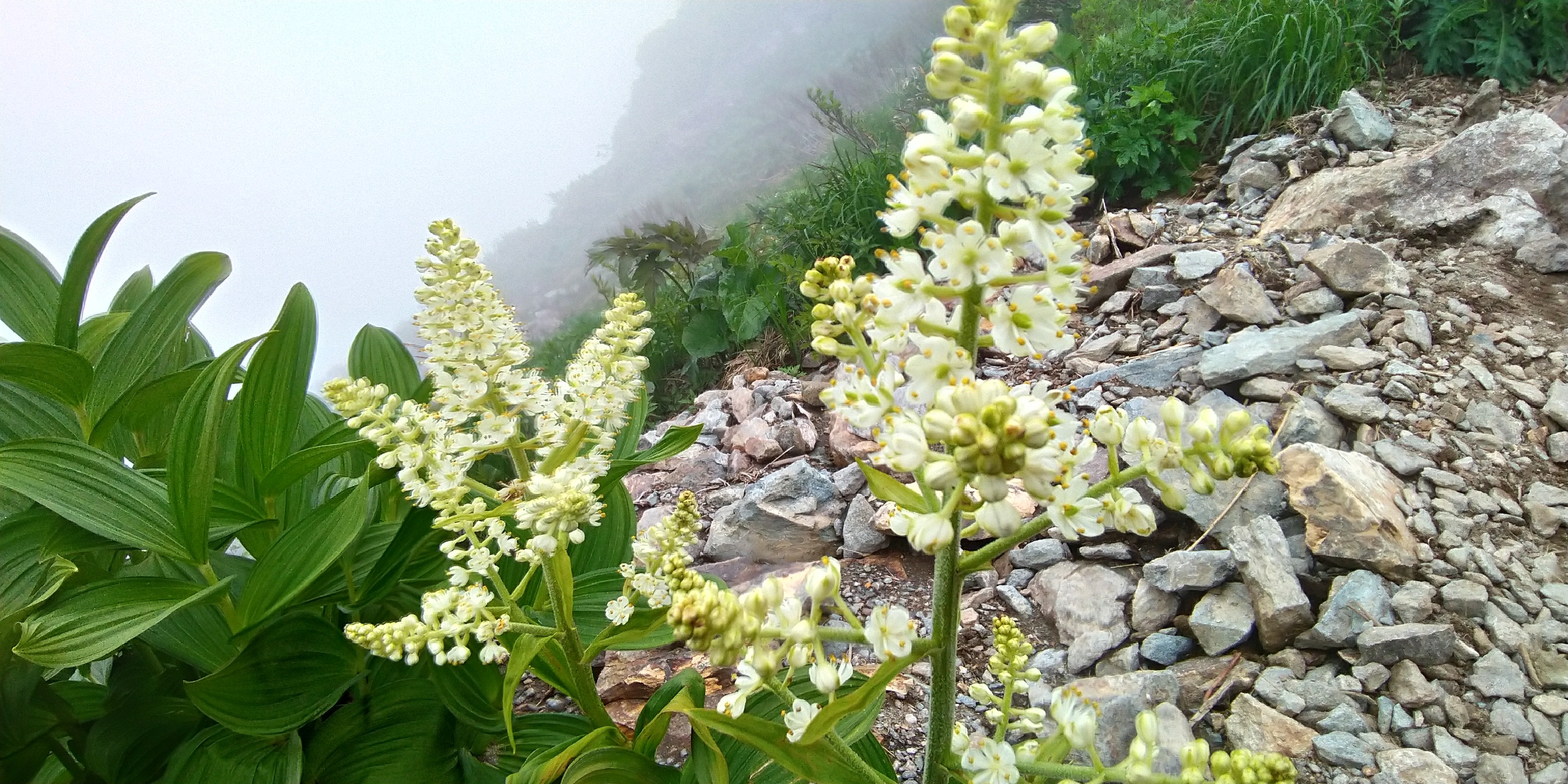 谷川岳 オキの耳 日帰り Takeさんの谷川岳 七ツ小屋山 大源太山の活動データ Yamap ヤマップ