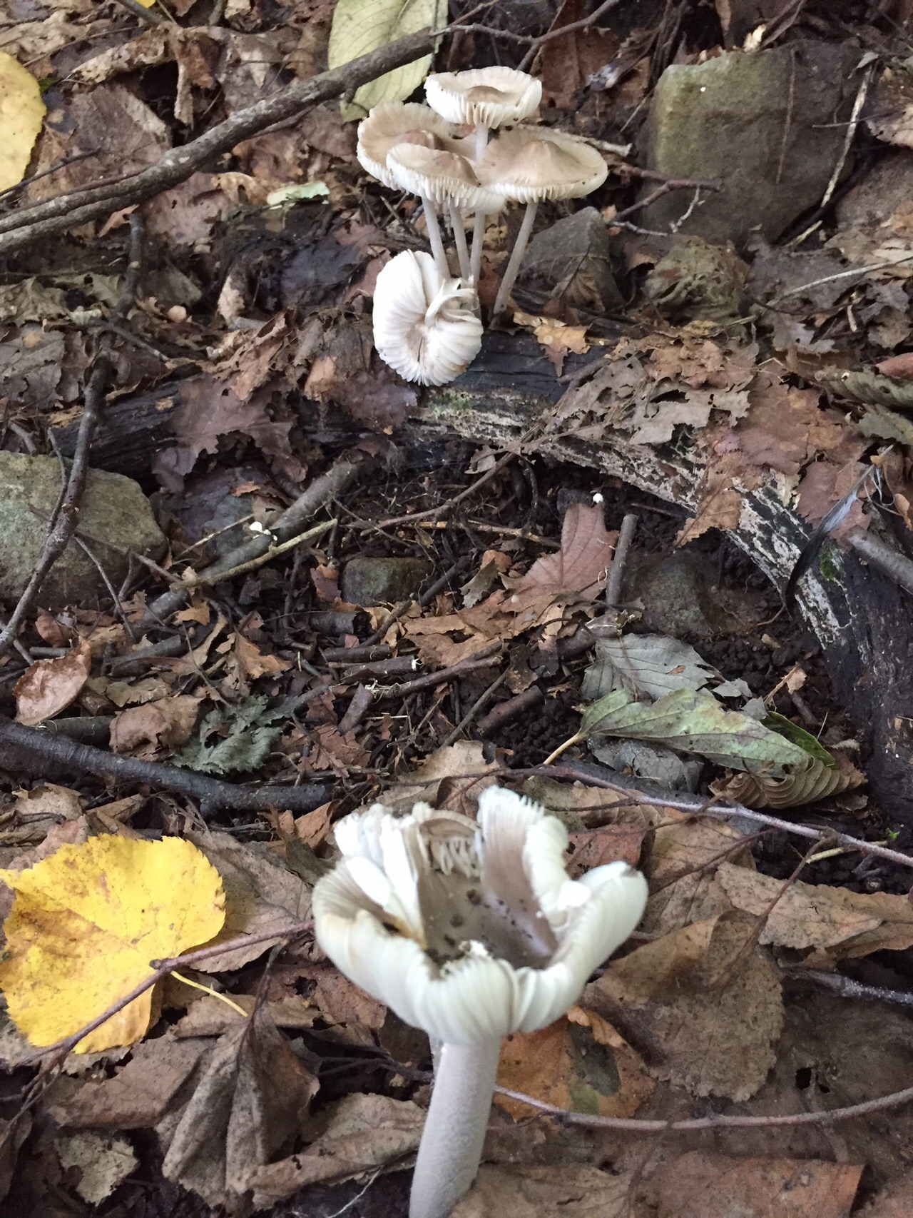 三角山でキノコ撮り 19 08 31 たかしさんの三角山 大倉山 円山の活動データ Yamap ヤマップ