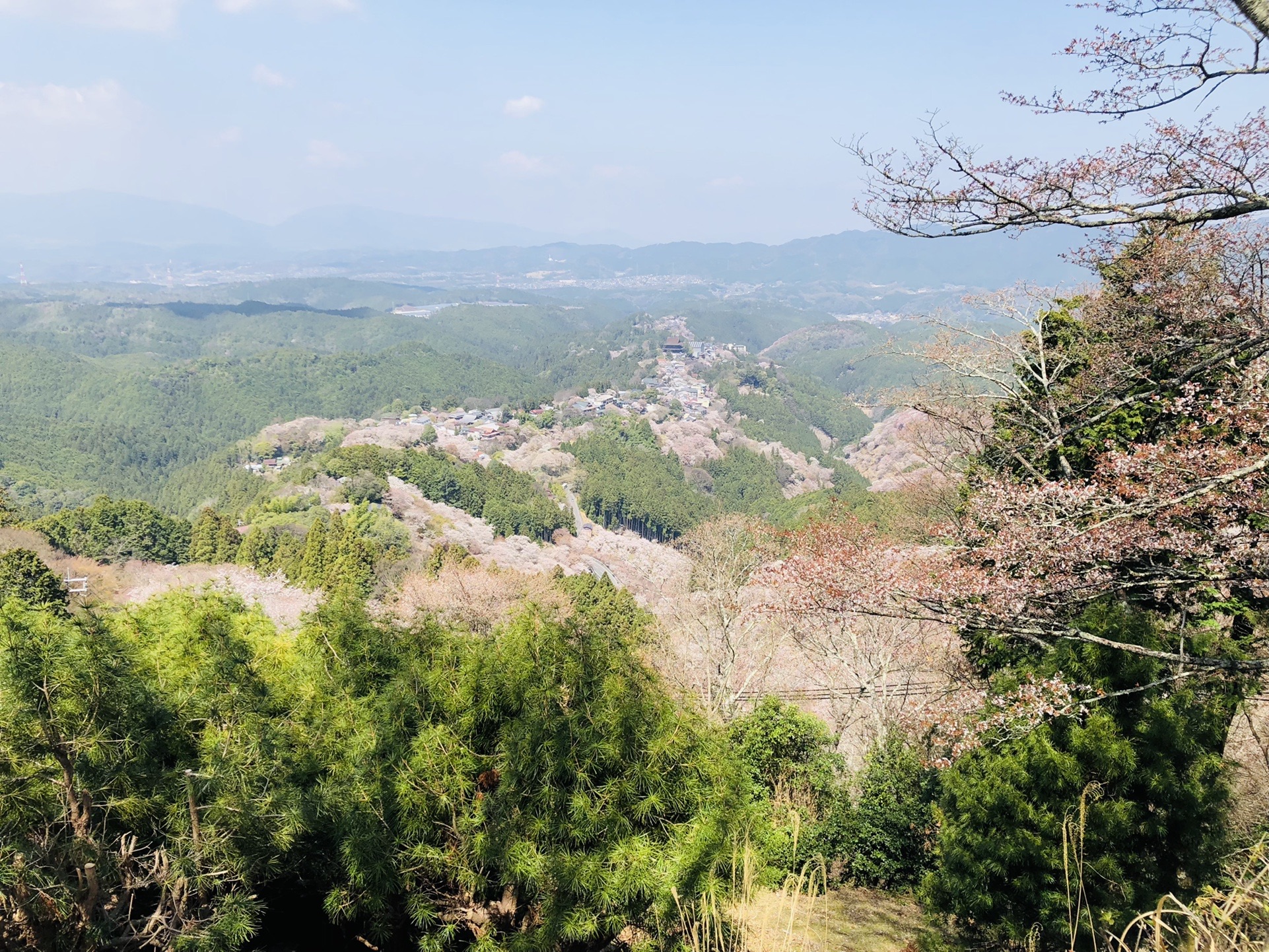 奈良吉野 千本桜 ハチさんの吉野山 青根ヶ峰 百貝岳の活動データ Yamap ヤマップ