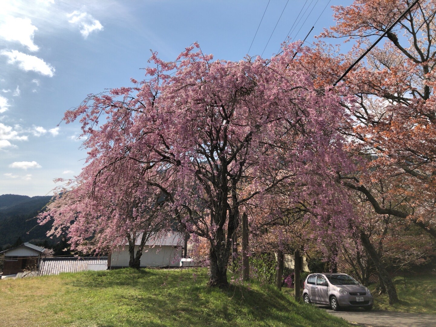 Wjの里 美杉 三多気の桜hk Sagさんの大洞山 三重県津市 尼ヶ岳の活動日記 Yamap ヤマップ