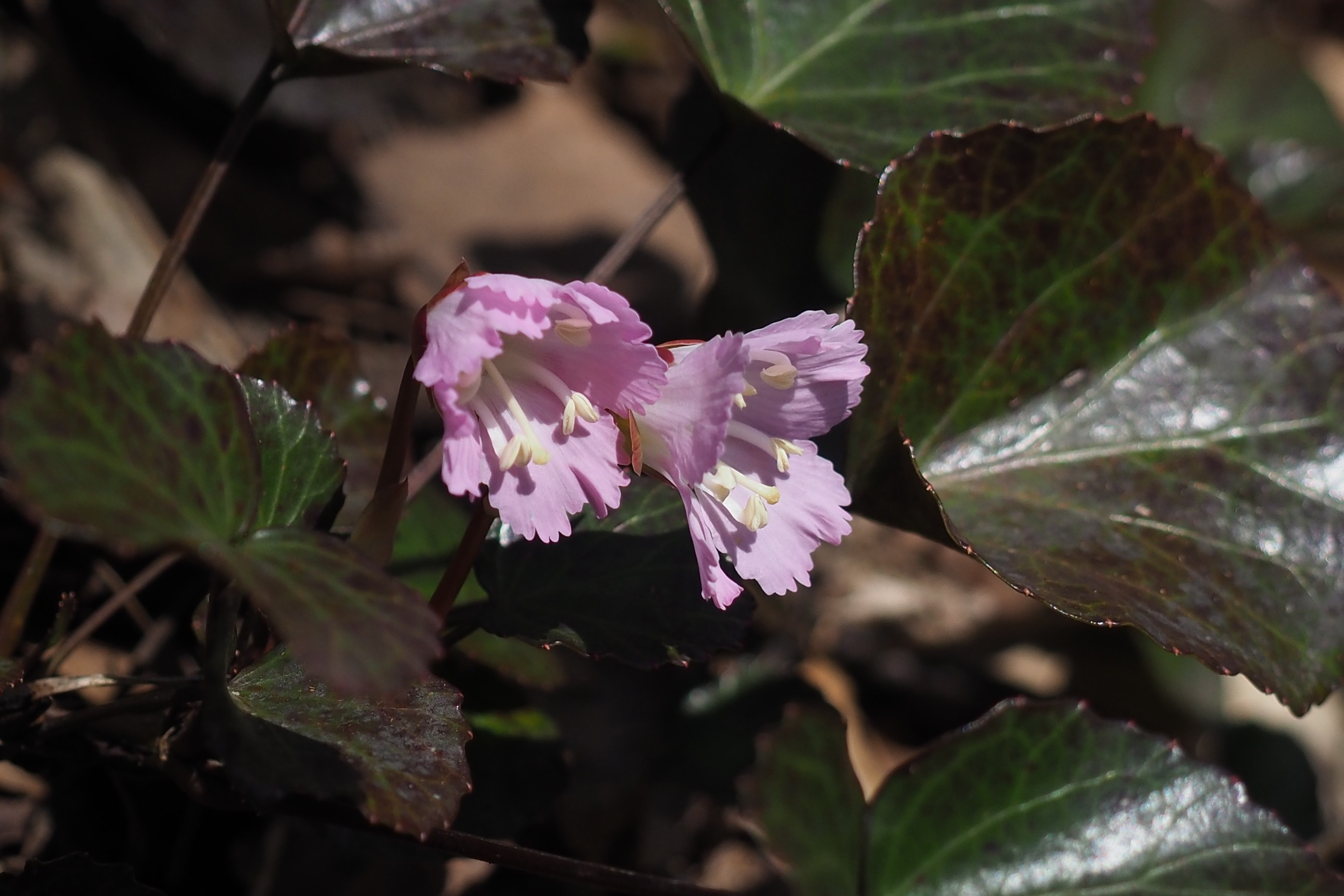 木六山・銀次郎山 イワカガミ？