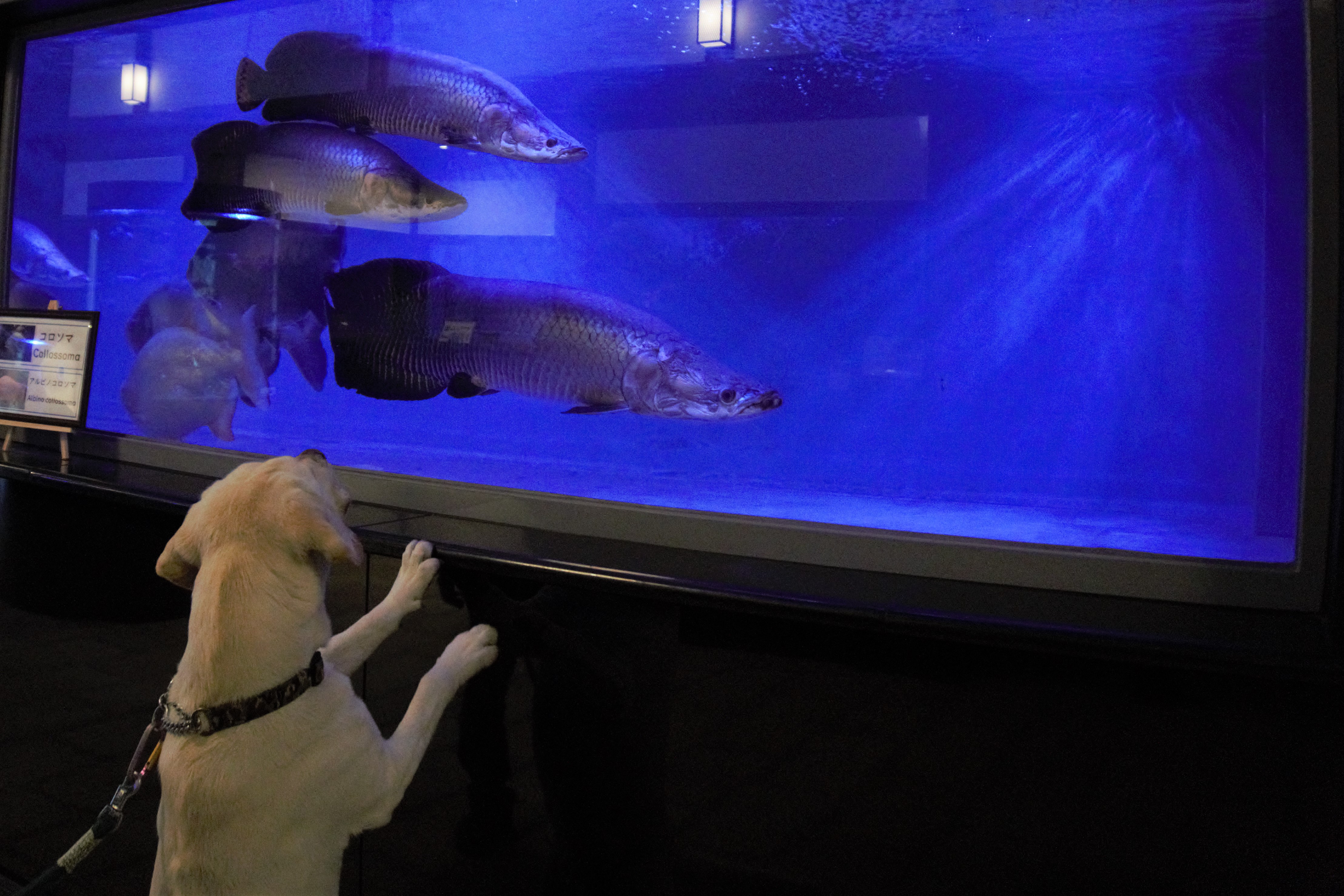 九州13日目 別府地獄めぐり あずきさんの別府市の活動日記 Yamap ヤマップ