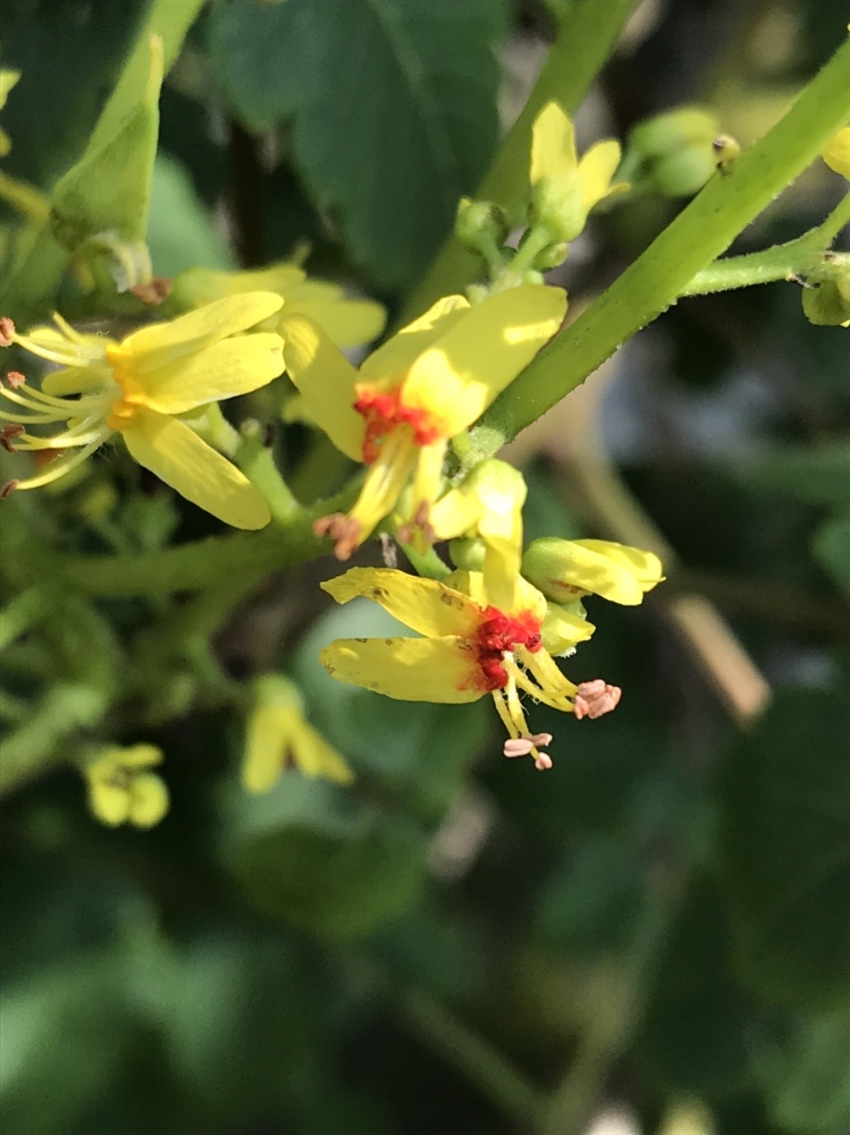 モクゲンジ 木患子 の花 見っけ はっぴいえんどさんのモーメント Yamap ヤマップ
