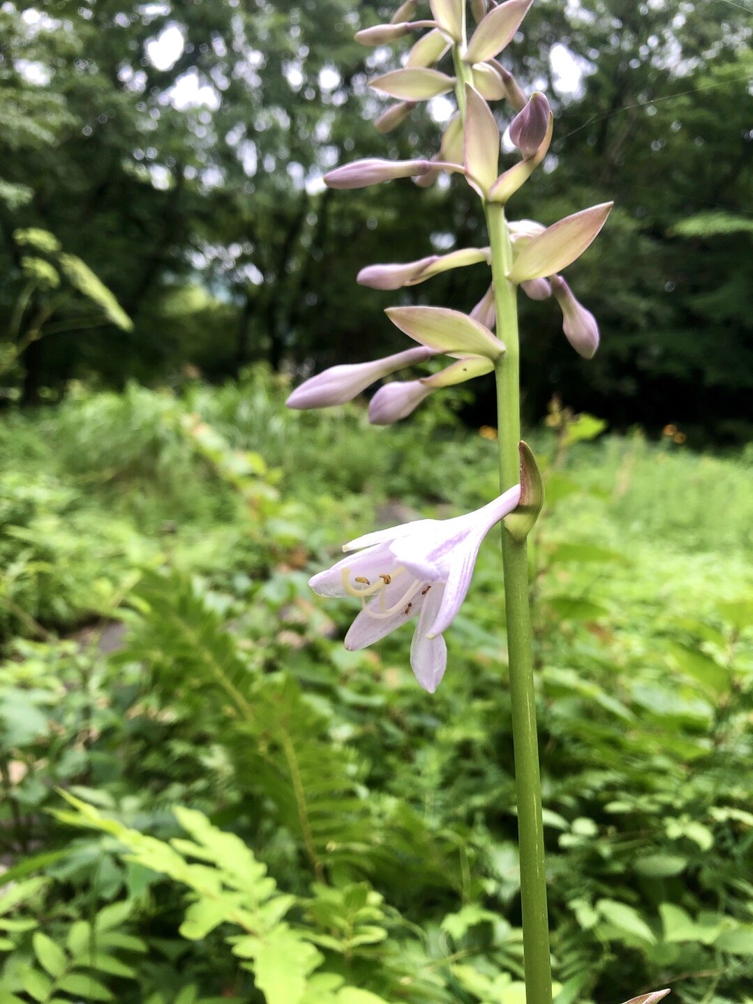 阿蘇野草園とらくだ山 とこさんの阿蘇山 高岳 根子岳の活動日記 Yamap ヤマップ