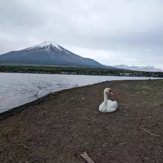 湖畔にたたずむ1羽の白鳥を発見❗🦢