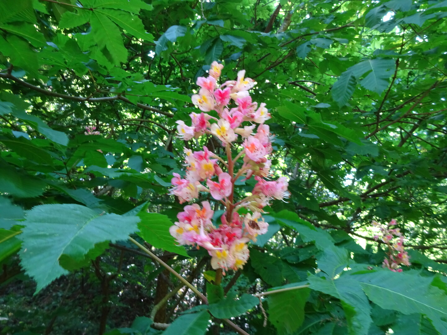 霊園から東高根森林公園へ ずおずおむさんの国分寺市の活動日記 Yamap ヤマップ