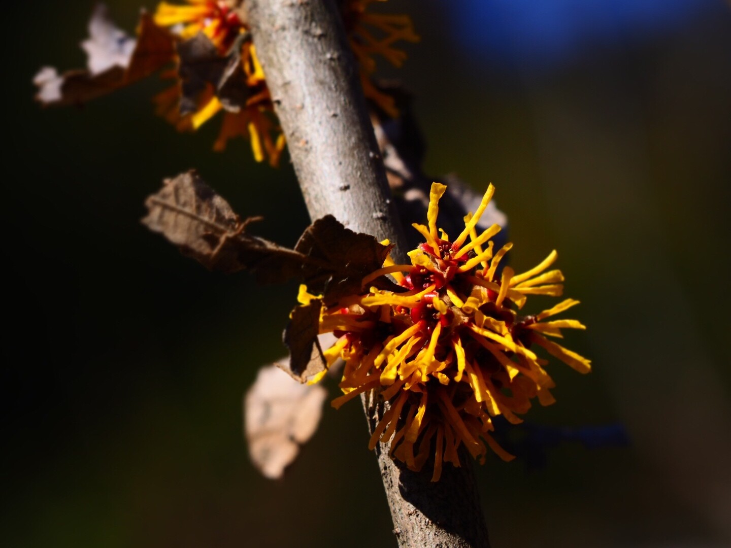 鎌倉花めぐり 浄智寺 鎌倉アルプス 浄妙寺 鎌倉アルプス 大平山 天台山 の写真41枚目 マンサク 満作ということからも まんさく Yamap ヤマップ