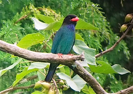 岡山県吉備中央町 ブッポウソウの里と九尾の狐伝説 Denaliさんの備中松山城の活動データ Yamap ヤマップ