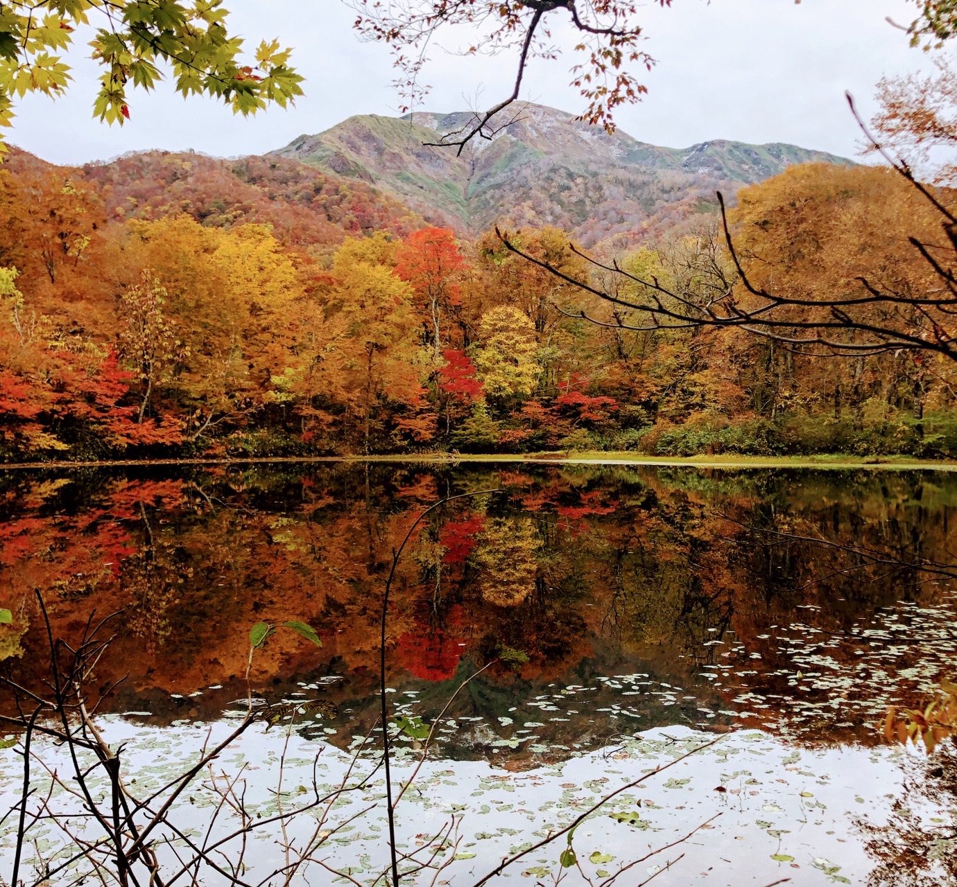紅葉真っ盛りの刈込池から三ノ峰へ びっちさんの白山 別山 銚子ヶ峰の活動データ Yamap ヤマップ