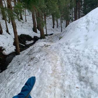 尖山 とんがり山からの下山ルートは、路面が程良く締まっとって歩きやすい🐾