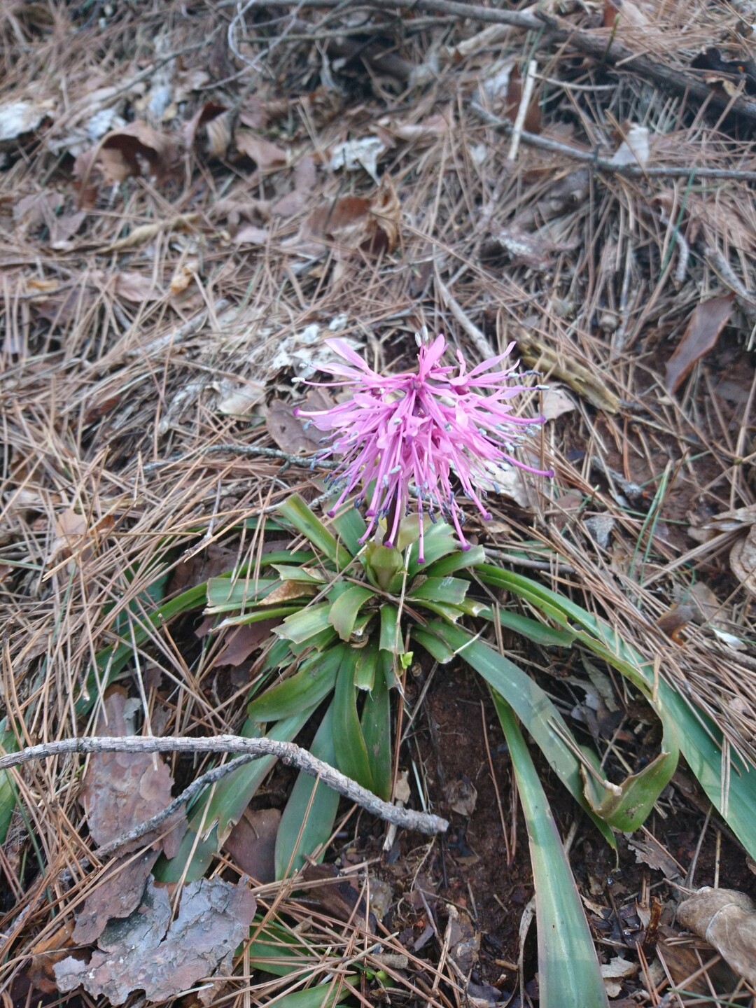 花の名前を調べたら 花言葉を知って ウルウルしました 04 04 まっすぐさんの太白山 萱ヶ崎山 蕃山の活動日記 Yamap ヤマップ