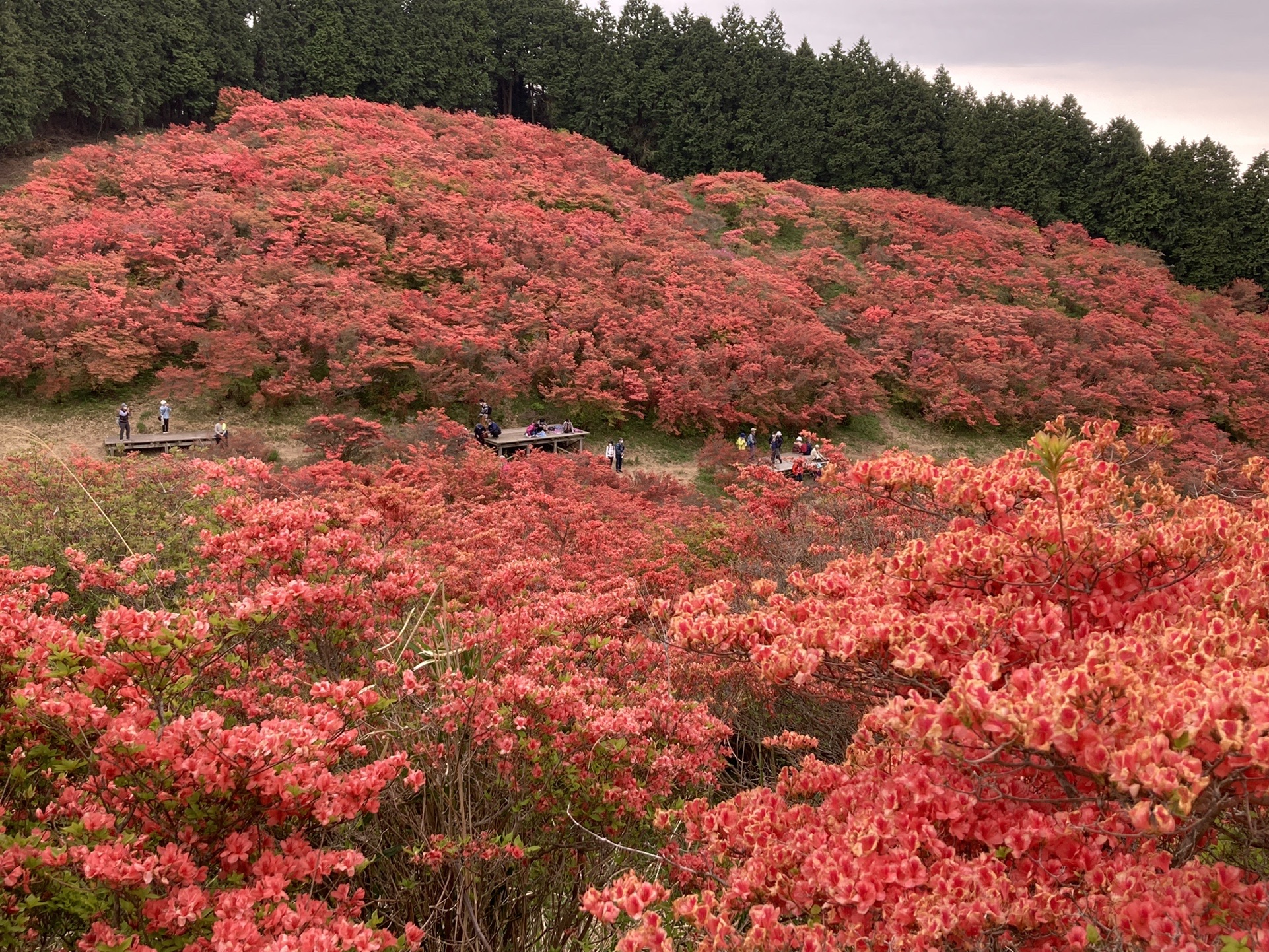 葛城高原のつつじ 大和葛城山 Kazz309さんの金剛山 二上山 大和葛城山の活動データ Yamap ヤマップ