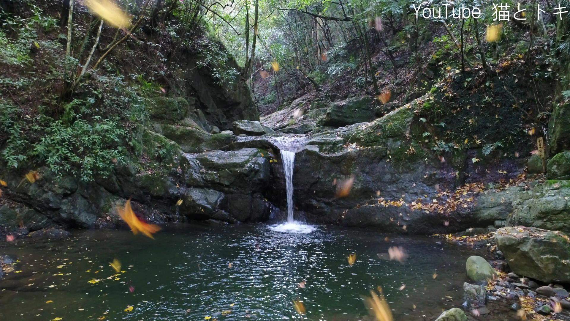絶景紅葉が綺麗 ドローン空撮犬鳴山登山大阪府泉佐野市旅行ブログ ドローン空撮旅人 登山とキャンプのyoutube さんのハイキングの活動データ Yamap ヤマップ