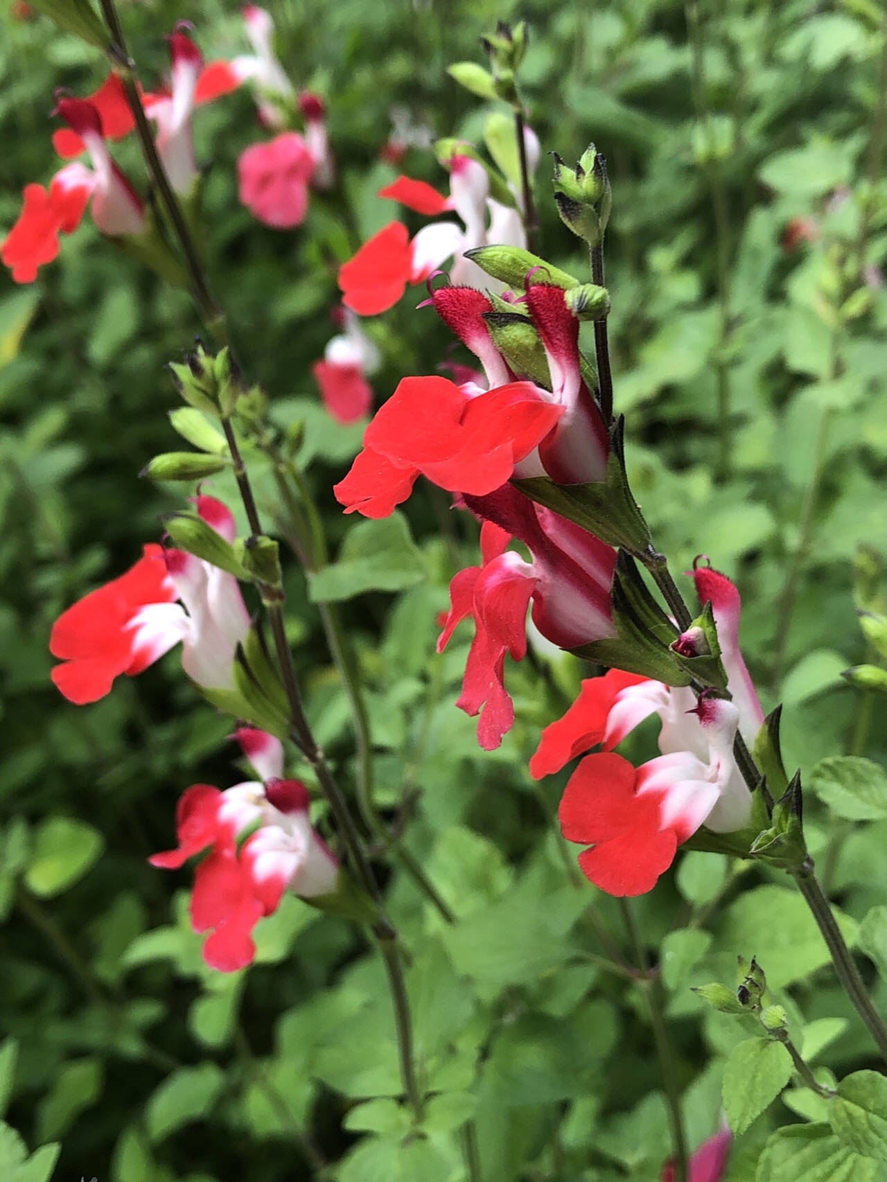 ポンポン山系花詣 5月 Shinning Fresh Leaves やまたいらさんのポンポン山 京都府 釈迦岳 小塩山 若山の活動日記 Yamap ヤマップ