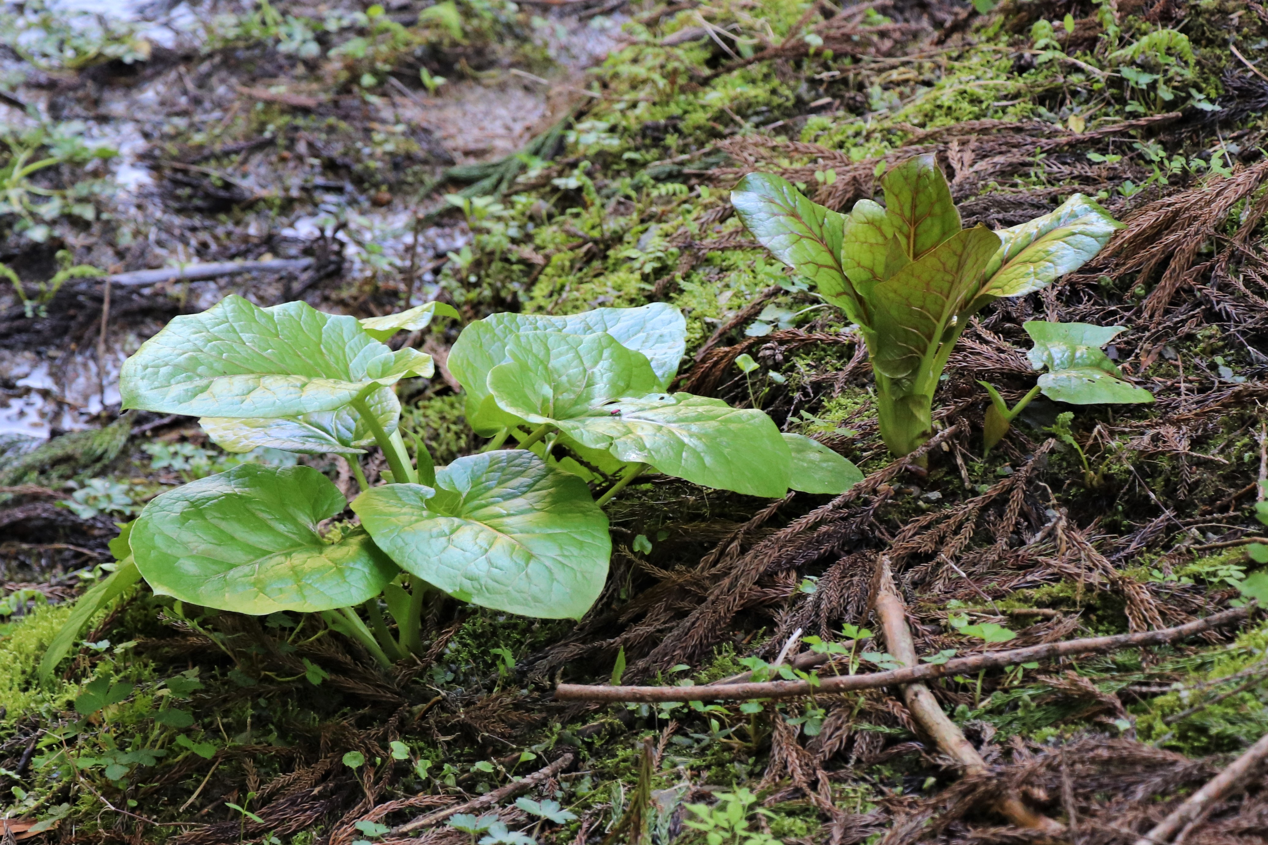 郡殿の池 04 25 Noppeさんの時水城山 丸山の活動日記 Yamap ヤマップ
