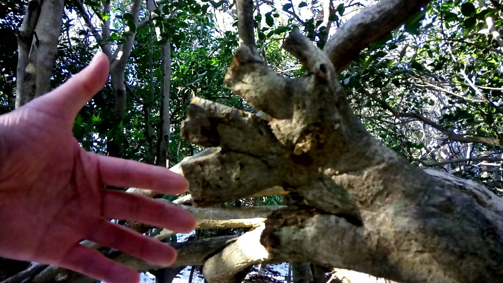 木の精霊と握手しました 草もちさんのモーメント Yamap ヤマップ