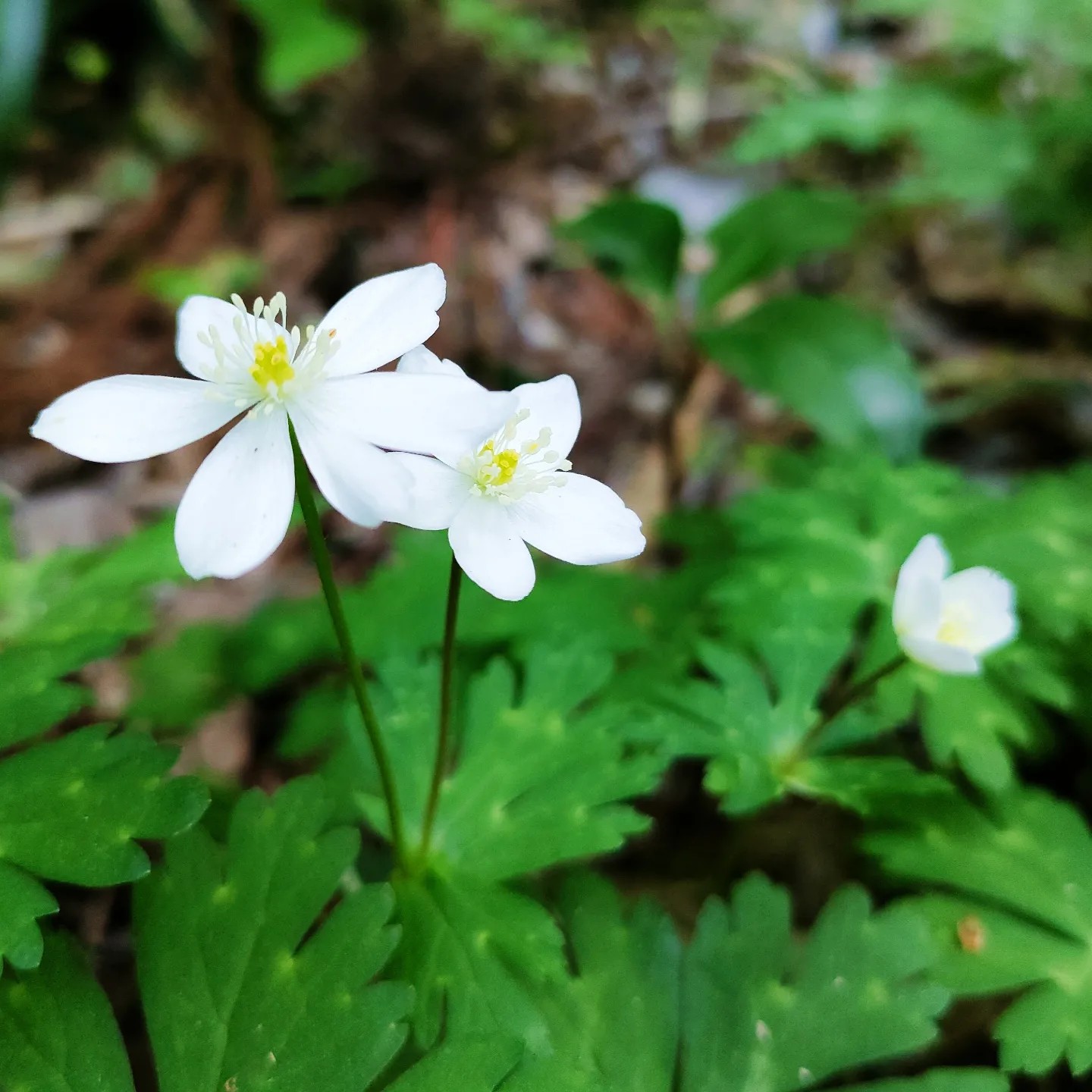 二輪草 何とも可愛らしい 花言葉は いっぷく さんのモーメント Yamap ヤマップ