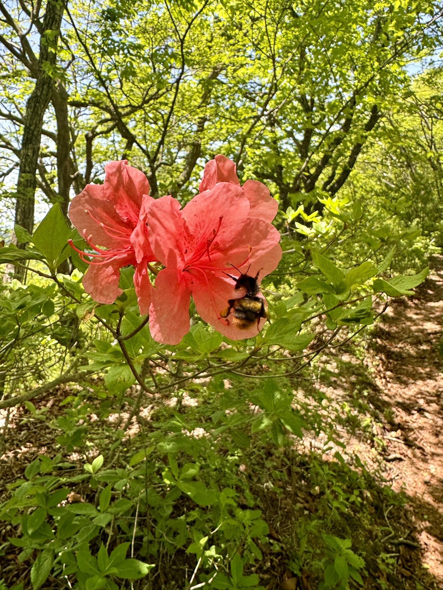 クマンバチ🐝