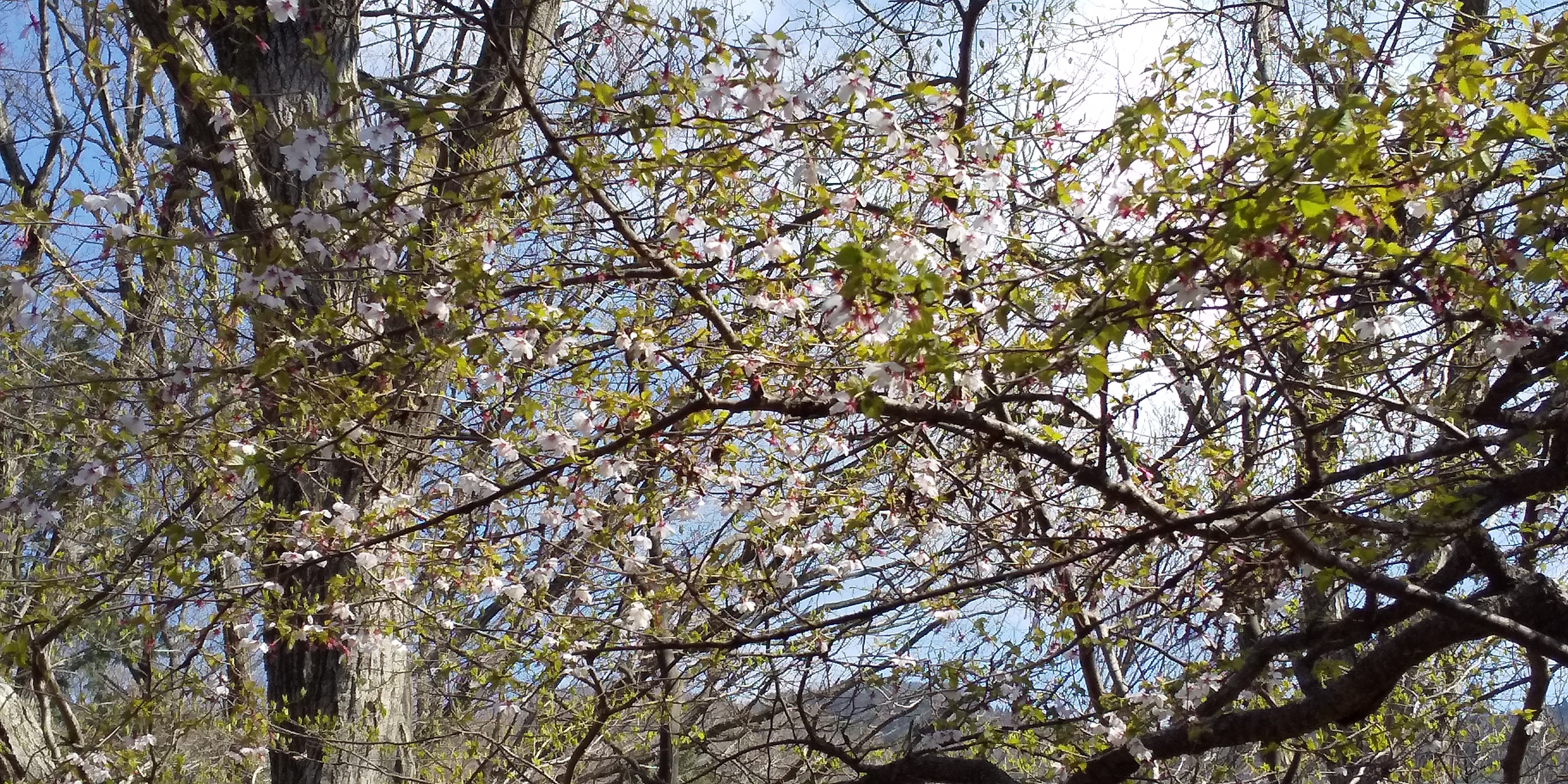 百蔵山 扇山 権現山 山梨百名山79 80 81 100 なんずのやまさんの百蔵山 扇山 権現山の活動日記 Yamap ヤマップ