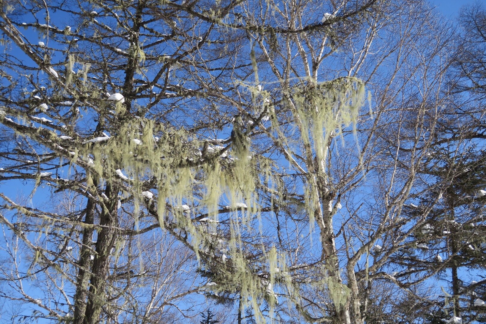 入笠山のサルオガセ。地衣類に季節は関係な... / daiscoさんのモーメン …
