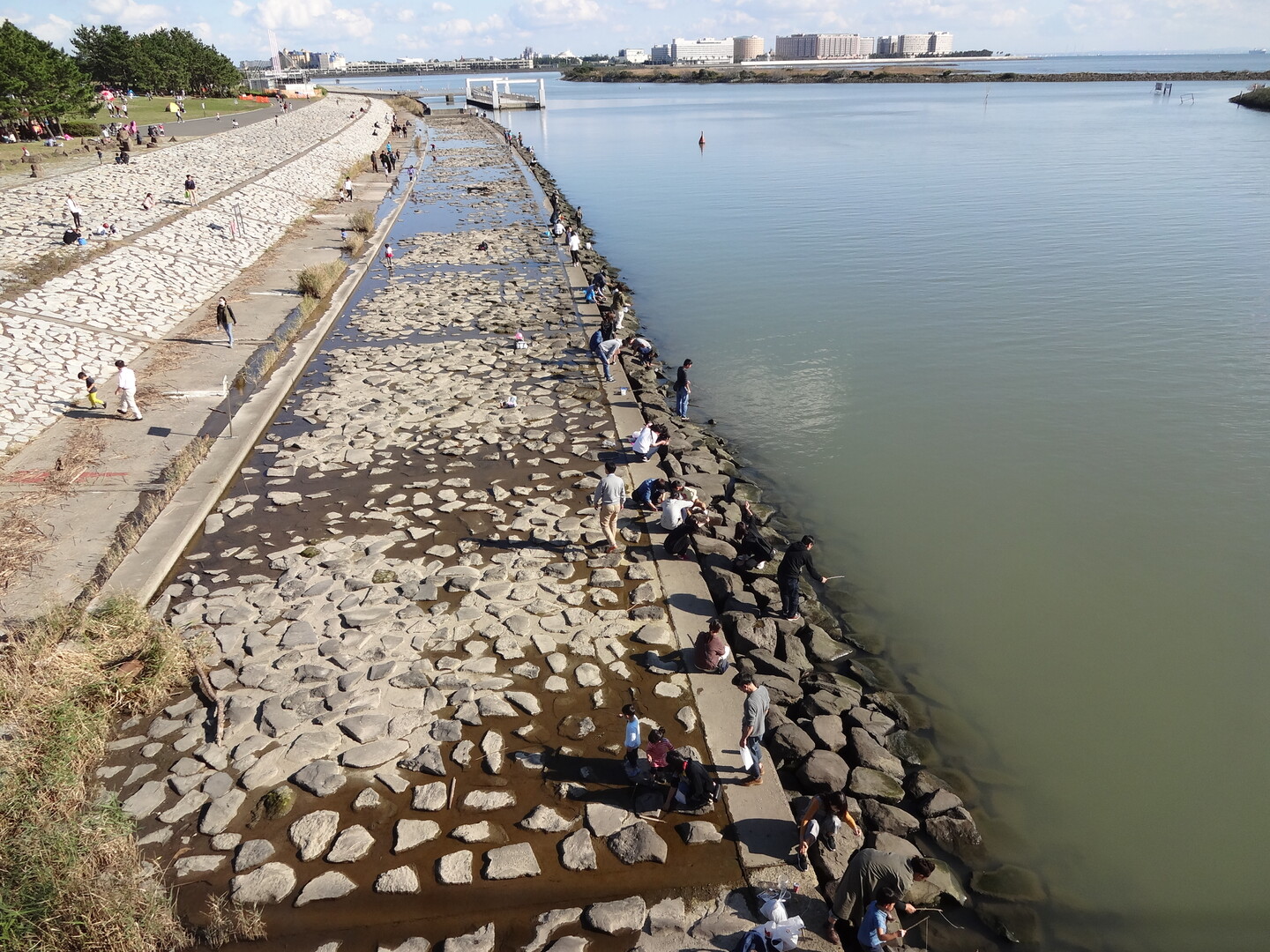 葛西臨海公園をウォーキング 19 11 04 M蔵さんの東京都23区 東エリアの活動日記 Yamap ヤマップ
