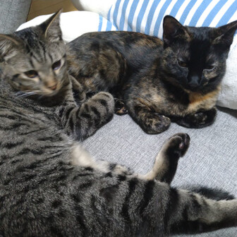 アウトドア小僧