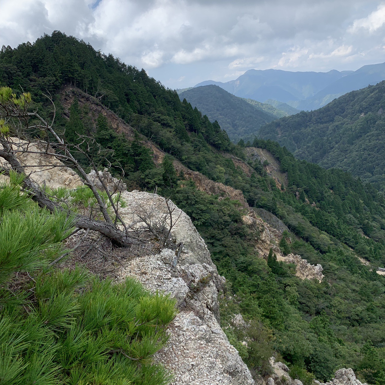 この虫なんですか なんかキモいです Yahoo 知恵袋