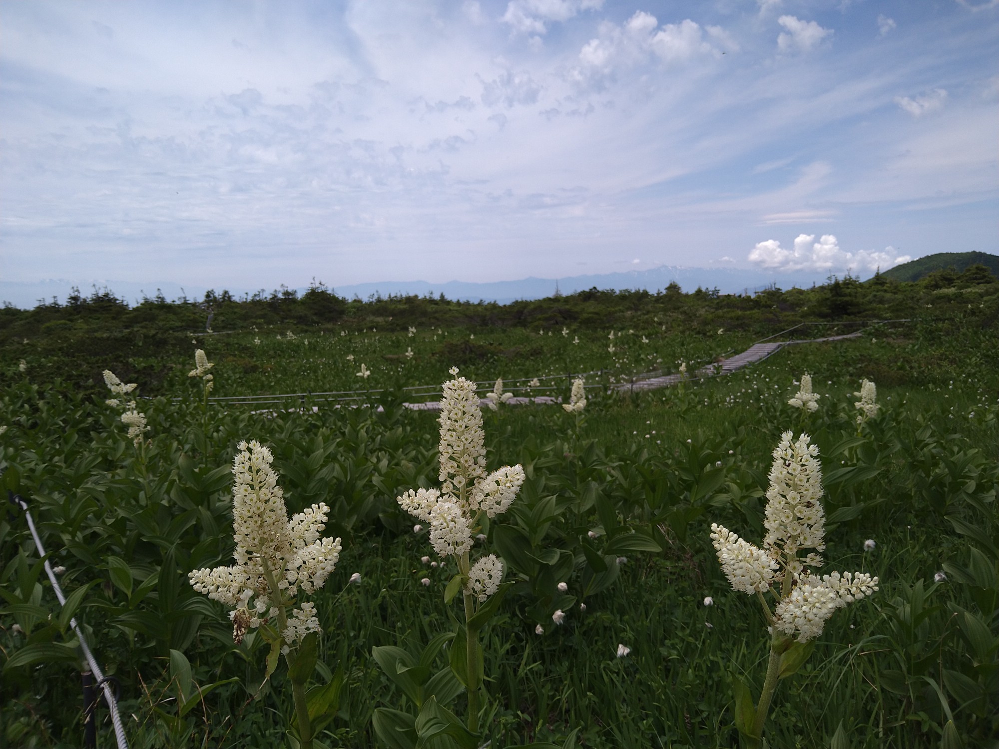 のんびり蔵王のコバイケイソウ マロリー君さんの蔵王山 雁戸山 不忘山の活動データ Yamap ヤマップ