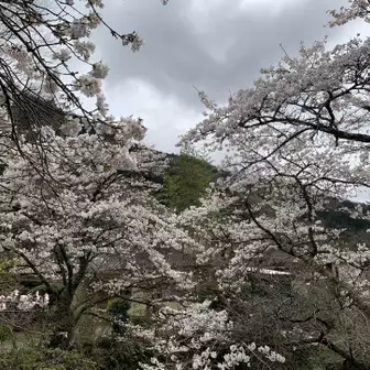 陣馬山登山口の見事な桜🌸