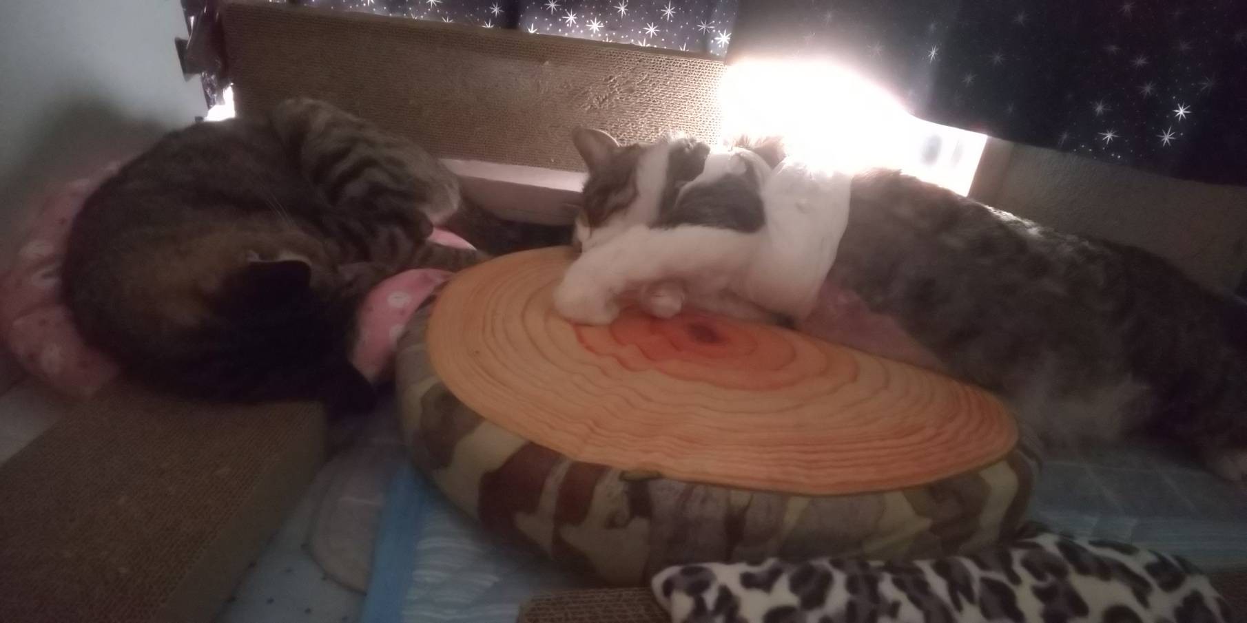 エリ、ありがとう。これからもずっと。 / ☆S ∞MЯK☆エリゴンズさんの 