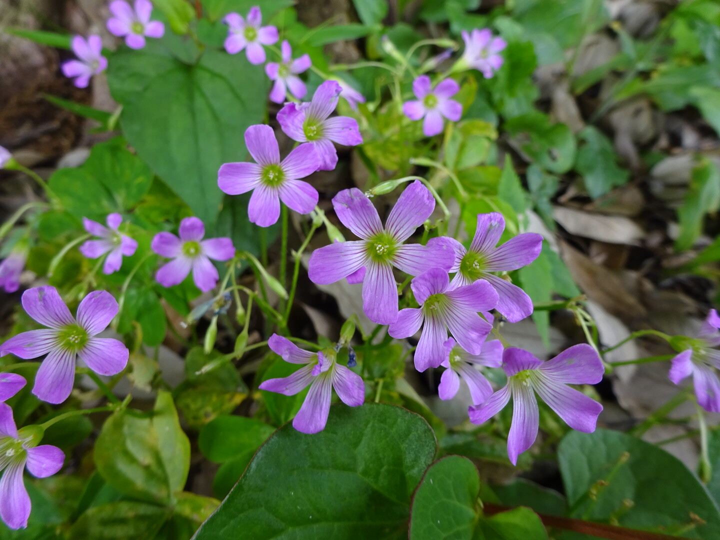 緑ヶ丘霊園から枡形山へ 国分寺市の写真5枚目 ムラサキカタバミ 花期5 10月 淡紫色 Yamap ヤマップ