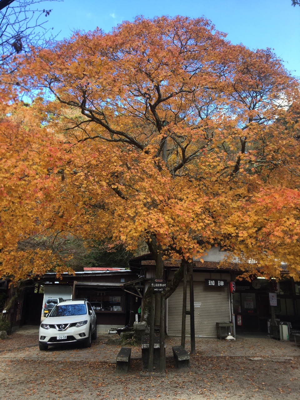金剛山 馬の背ルート シルバールート 紅葉21 ゆきじろーさんの金剛山 二上山 大和葛城山の活動データ Yamap ヤマップ